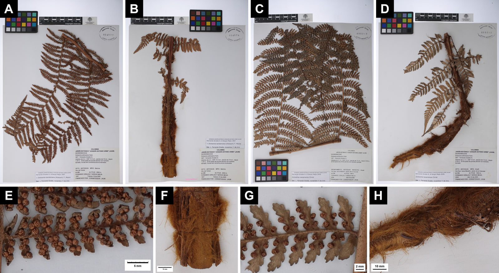 Eight-panel plate. Above, four herbarium sheets on a white background, each with a ruler, a colour chart, an oval stamp and labels: fragments of finely divided brown pinnae; a long petiole covered with orange hairs, with small pinnae; a large fragment of fertile lamina; and the curved, hairy base of a petiole with basal pinnae. Below, four close-ups with scale bars: contracted segments covered with crowded round sori; the base of a petiole with a dense, compact coat of orange hairs; lobed segments with separate paired sori; and long, loose, tangled, orange to reddish-brown hairs at the base of a petiole.