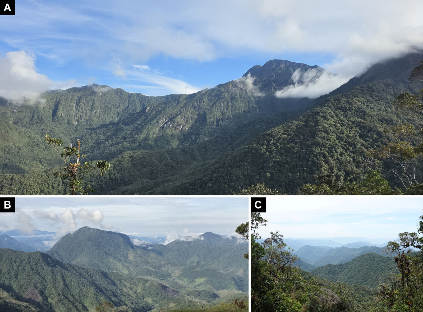 Three-panel plate. Above, a wide view of steep, fully forested mountainsides under a partly cloudy sky. Below left, a panorama of forested peaks and ridges with low clouds, above a valley with patches of pasture. Below right, a view from inside the forest edge, framed by moss-covered trees, across forested ridges fading into haze.