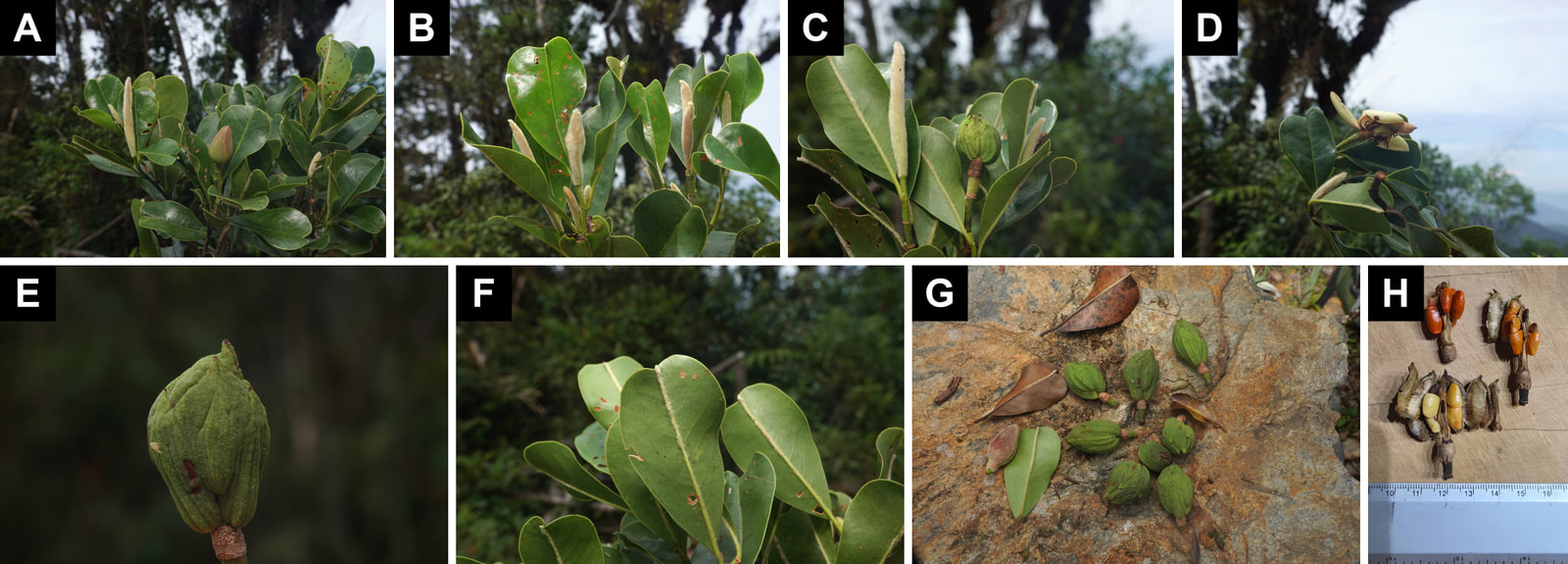 Eight-panel plate of Magnolia unicarmensis: leafy branch tips with pale, hairy stipules and a green flower bud; an open cream flower; a green ellipsoid fruit; a cluster of fallen green fruits and leaves on rock; the undersides of leaves with a hairy midvein; and split fruits with orange and yellow seeds beside a ruler.