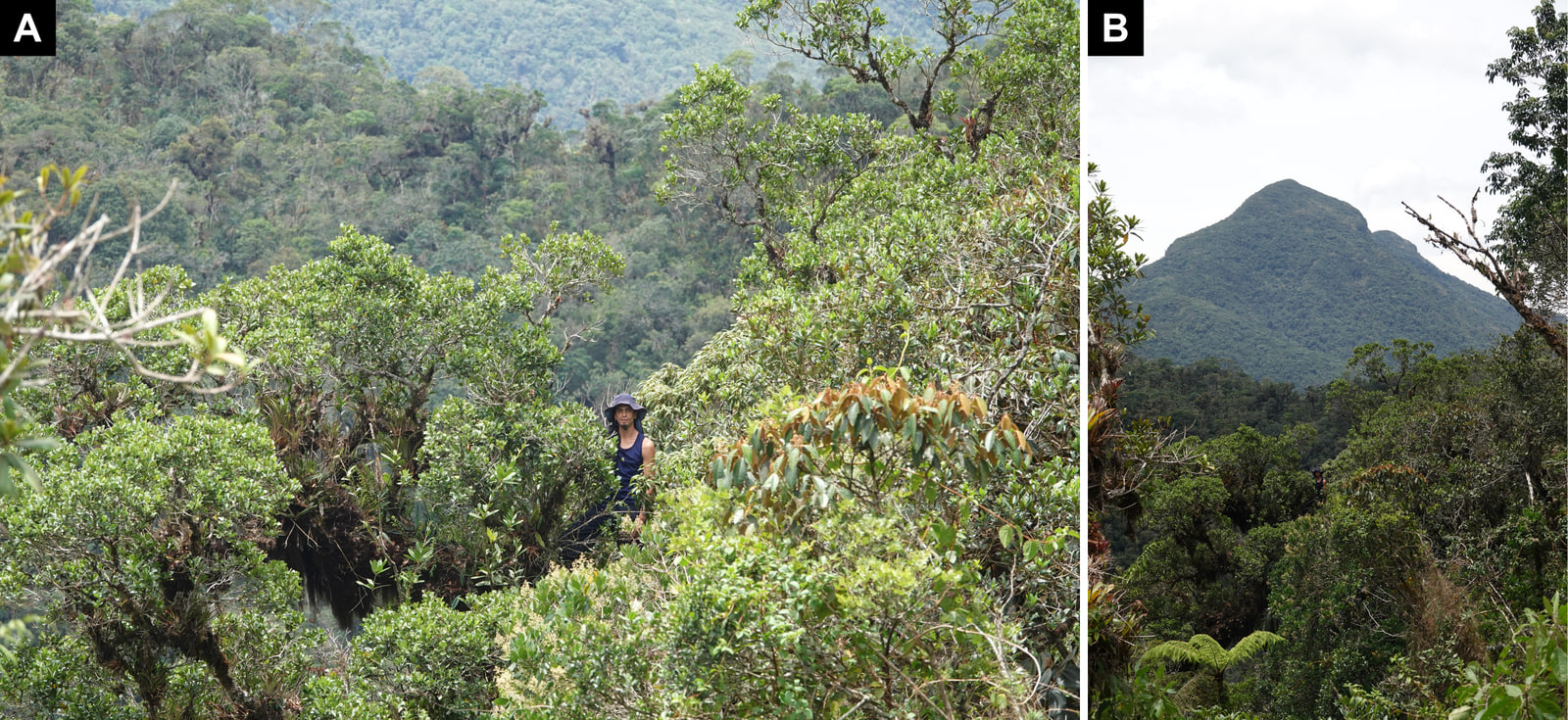 Two photographs of Yoshi Orozco standing high in the crown of a tree in montane forest. Left, a close view with forested ridges behind. Right, a wider view in which a forested peak rises behind the canopy.