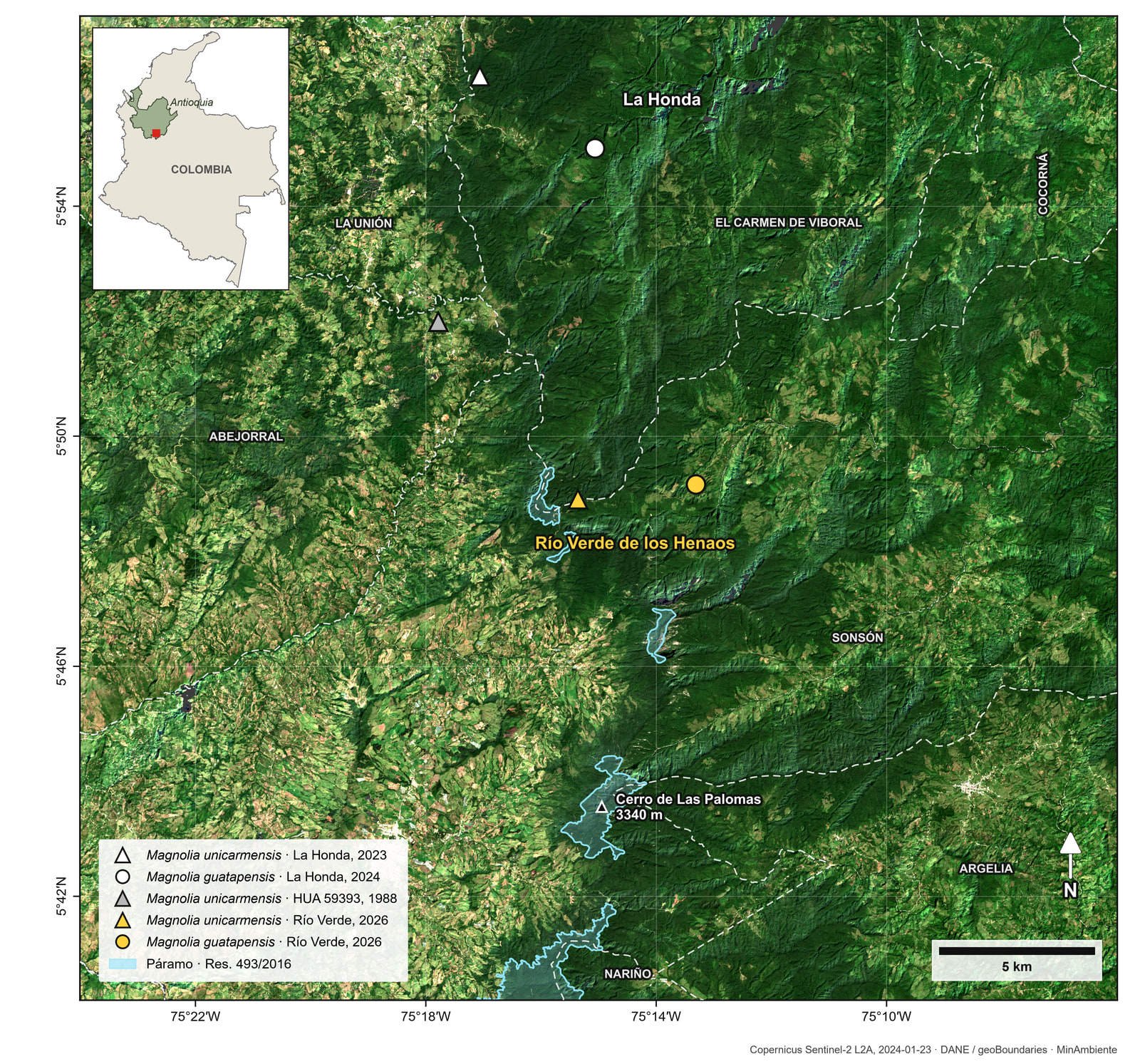 Satellite map of a mountainous area about 33 km across. A dark green band of continuous forest runs from the north down through the centre to a peak labelled Cerro de Las Palomas, 3340 m, near the southern edge, with lighter, patchy farmland to the west and south-west. Pale blue outlines mark páramo on the ridge; white dashed lines mark municipal limits. Two white symbols, a triangle and a circle, sit in the north near the label La Honda; a grey triangle lies south-west of them; two yellow ones, a triangle and a circle, sit farther south near the label Río Verde de los Henaos, in the same forest. An inset map of Colombia marks the area in southern Antioquia.