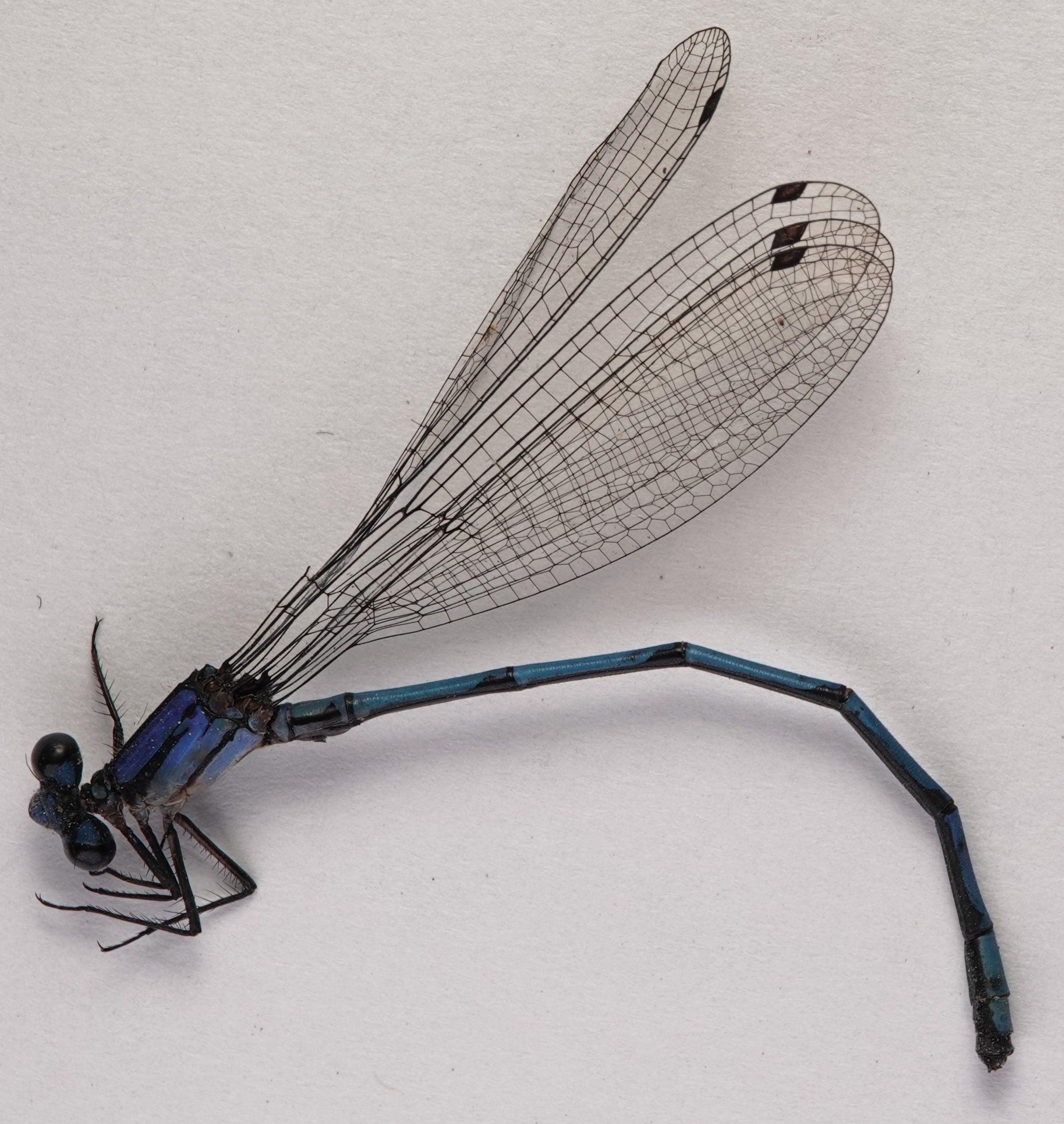 *Argia medullaris*, specimen, male. La Honda.