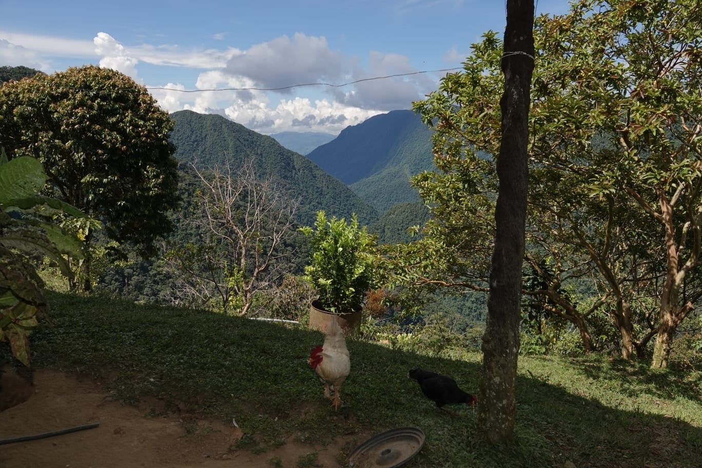 View from Sigfredo's farm over the La Honda canyon, with a rooster and a hen in the foreground