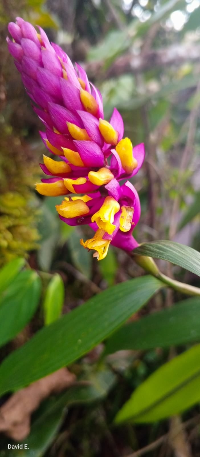 *Elleanthus sp 6*. La Honda.