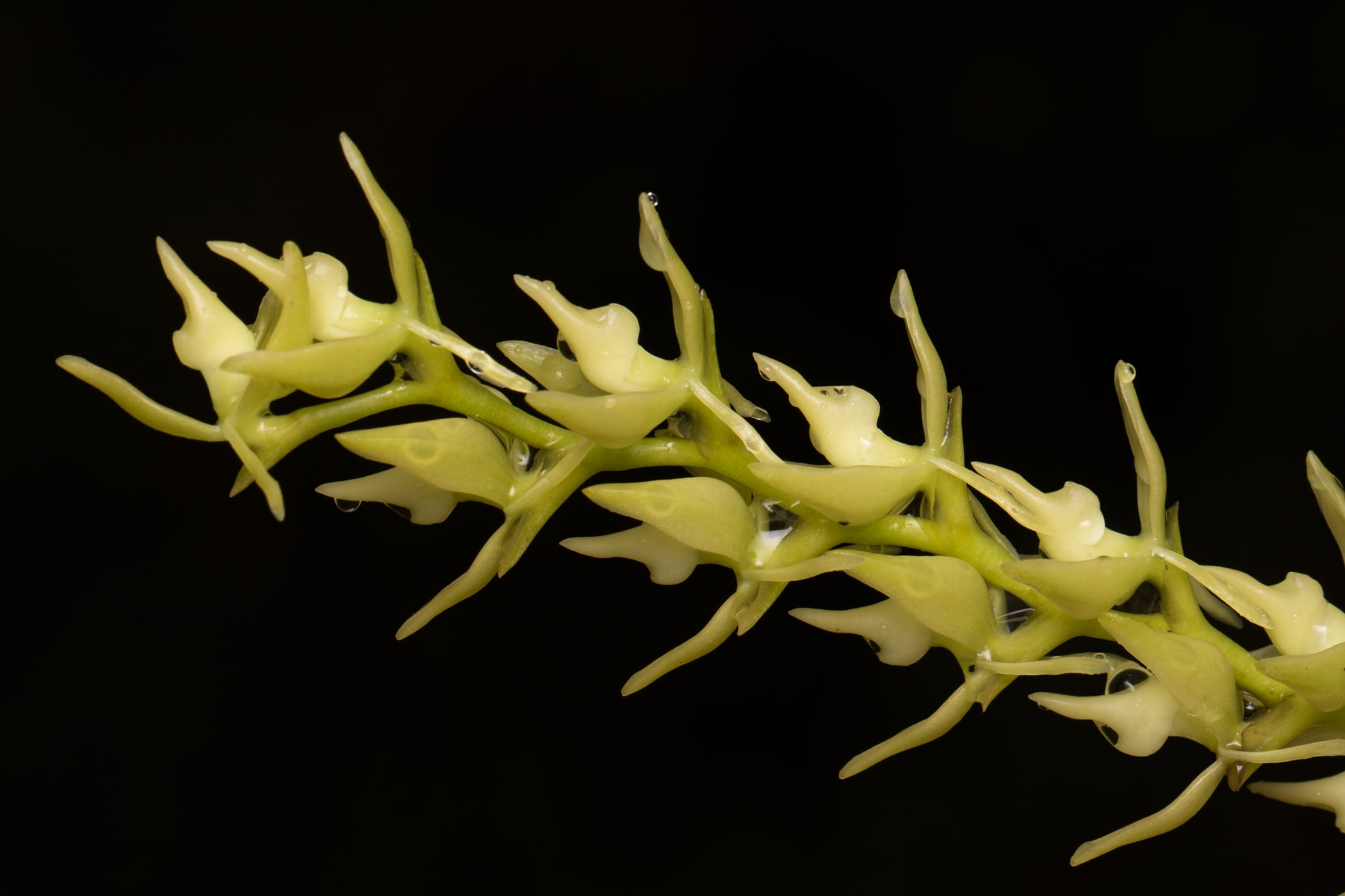 Epidendrum rugulosum