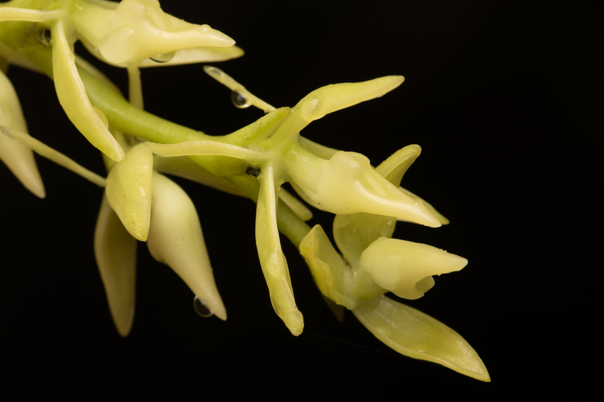 *Epidendrum rugulosum*, La Honda, 2025.