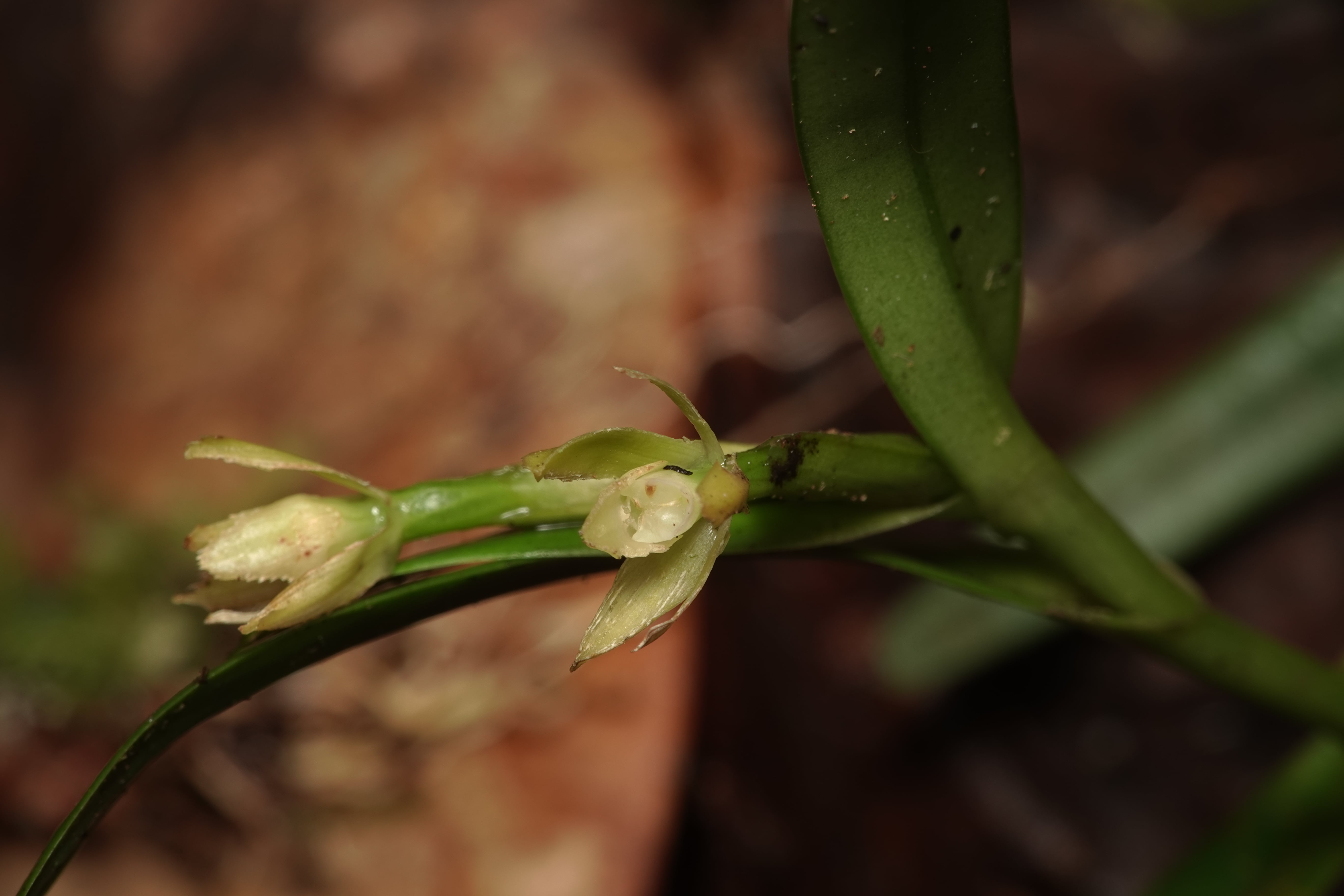*Epidendrum sp 9*. La Honda.