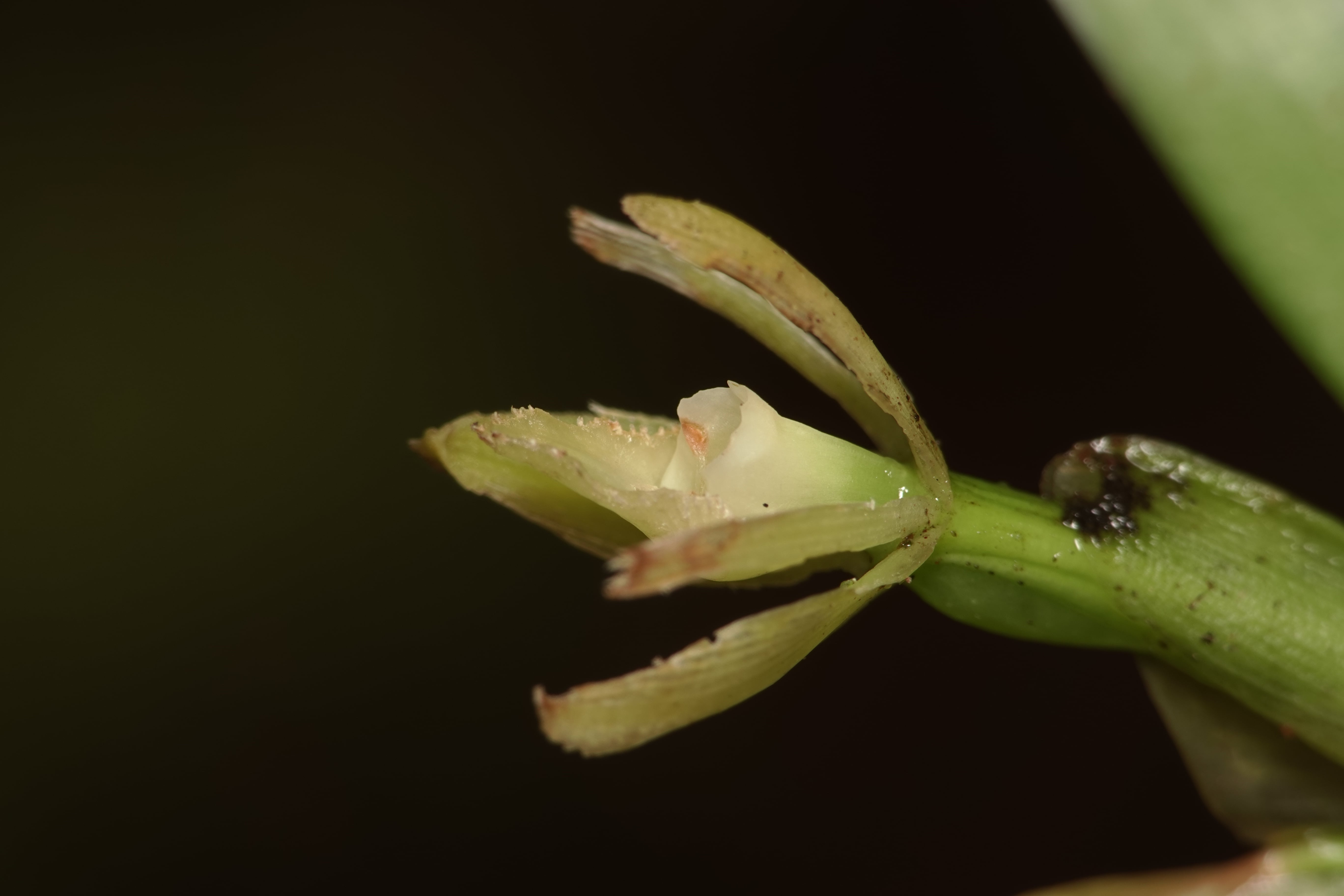 *Epidendrum sp 9*. La Honda.