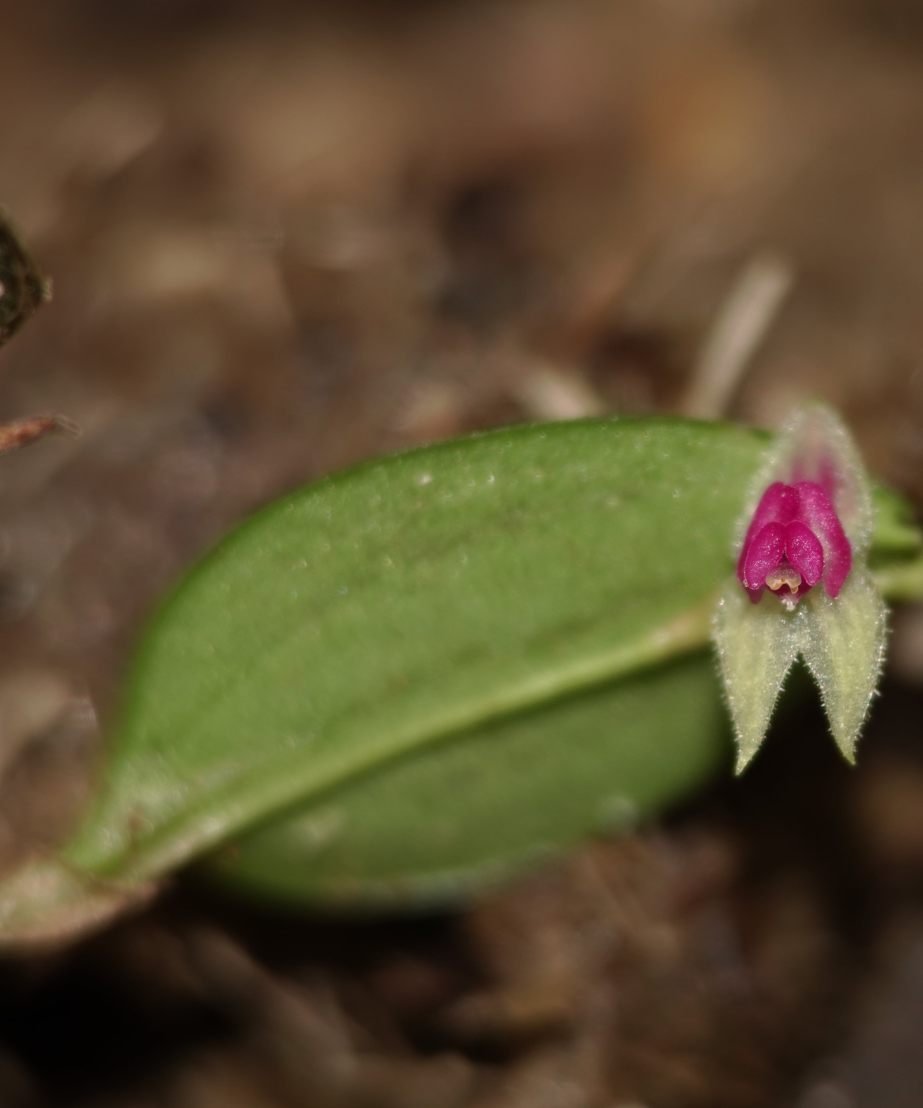 Habit shot of Lepanthes acarina from above, a minute caespitose epiphyte with slender erect ramicauls bearing single coriaceous elliptic-ovate leaves, the inflorescences carried beyond the leaf apex on capillary peduncles, growing on a mossy twig in mature secondary cloud forest, La Honda