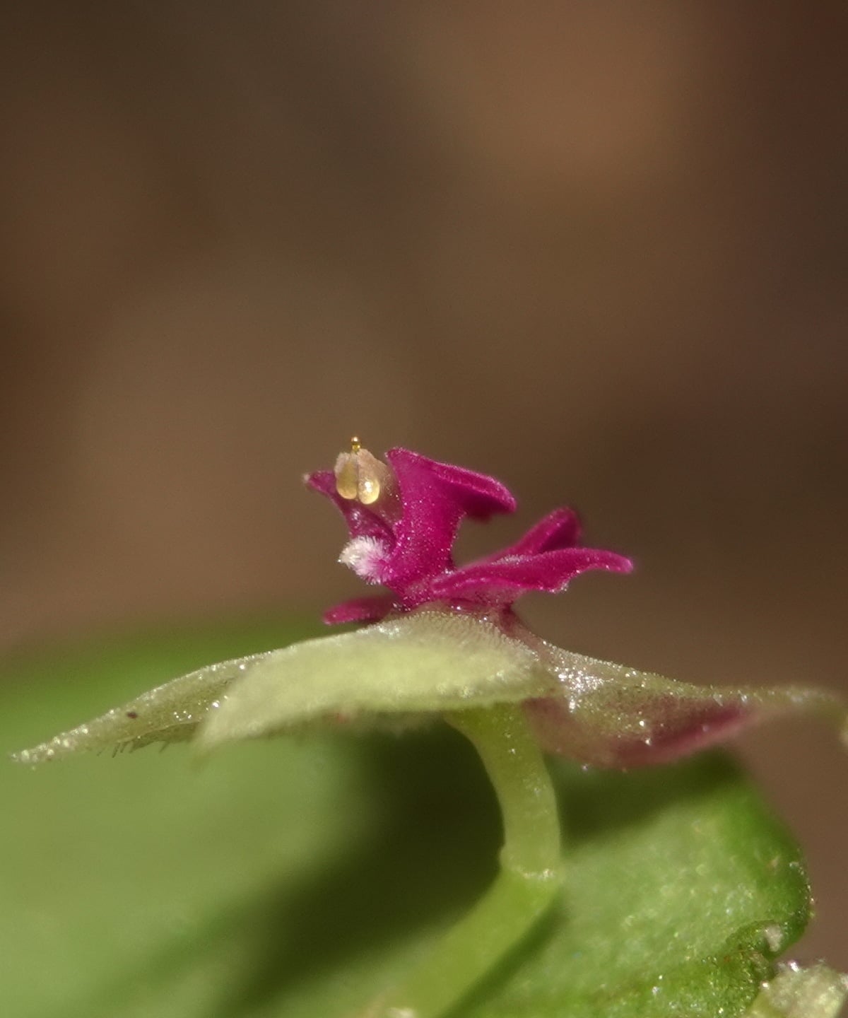 Macro side profile of a Lepanthes acarina flower showing the carinate external surfaces of the sepals, the deflexed apical portion of the bisegmented pubescent appendix, and the stout column with dorsal anther — the layered, knotted lip architecture that distinguishes the species under magnification despite its 3–4 mm overall size, La Honda