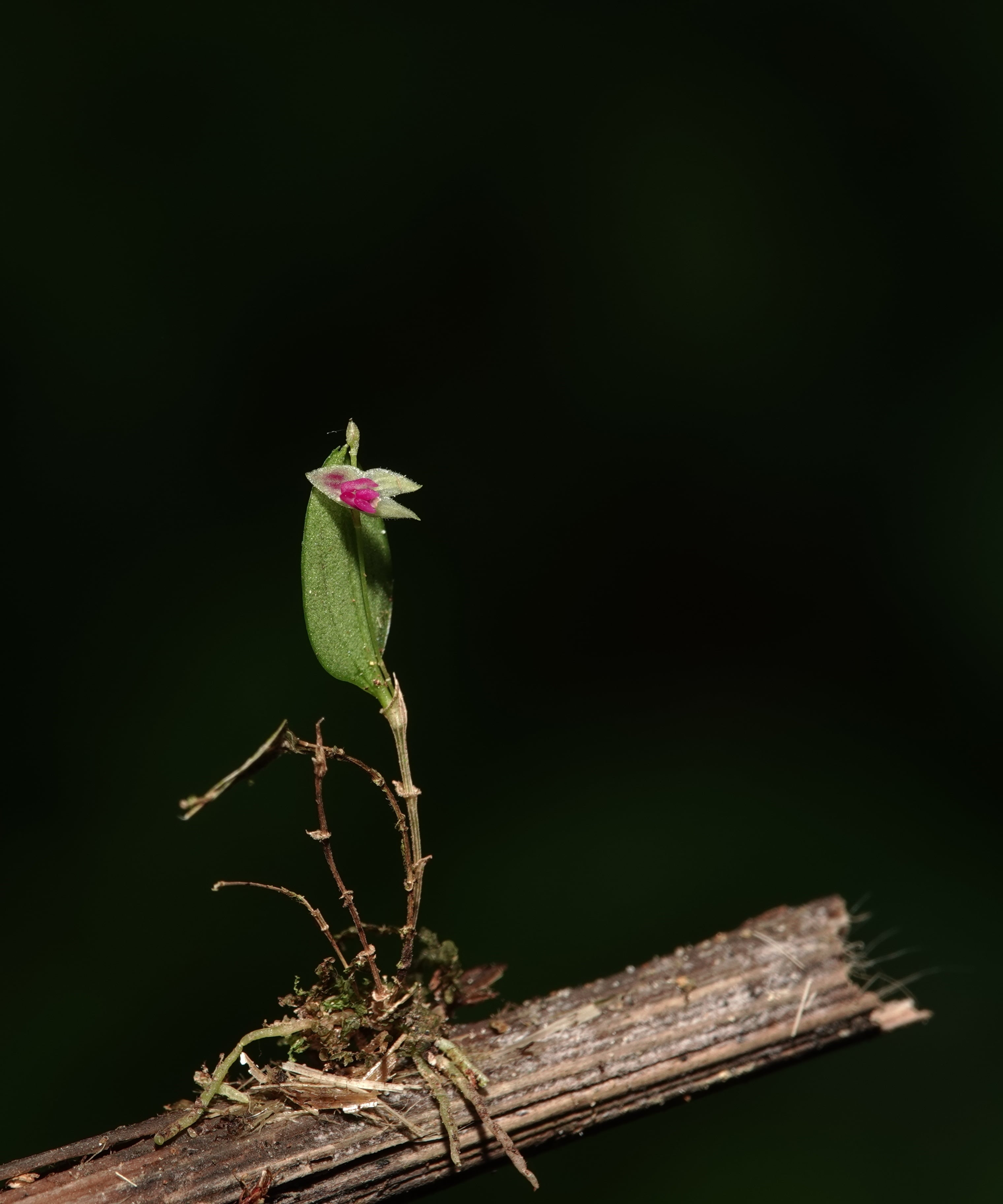 Lepanthes acarina on a mossy twig isolated against a black background, the entire plant — ramicauls, single elliptic-ovate leaves, and minute red-and-yellow flowers carried beyond the leaf apex — rendered in dramatic relief at field-microhabitat scale, La Honda