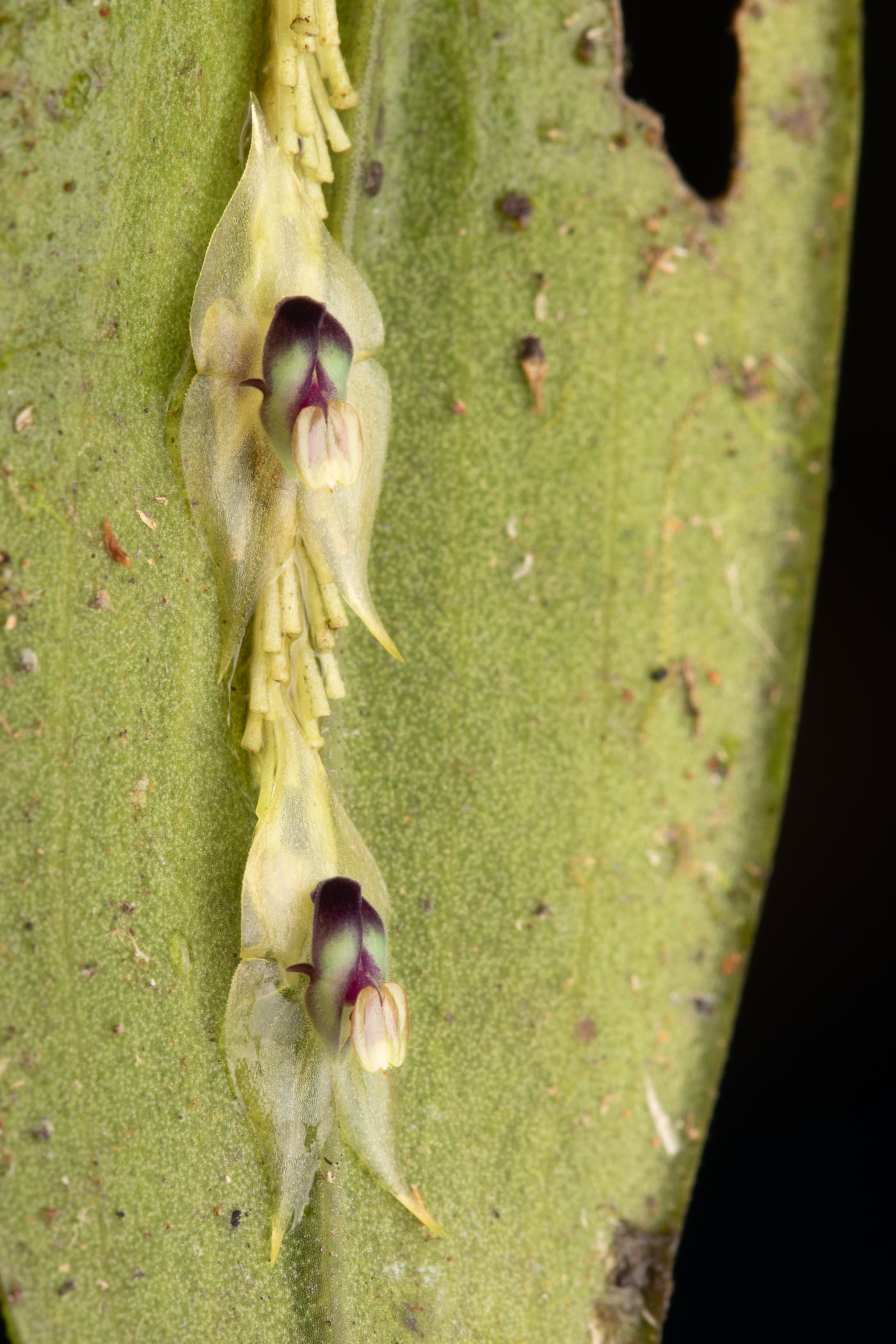 *Lepanthes agglutinata*, La Honda, 2025.