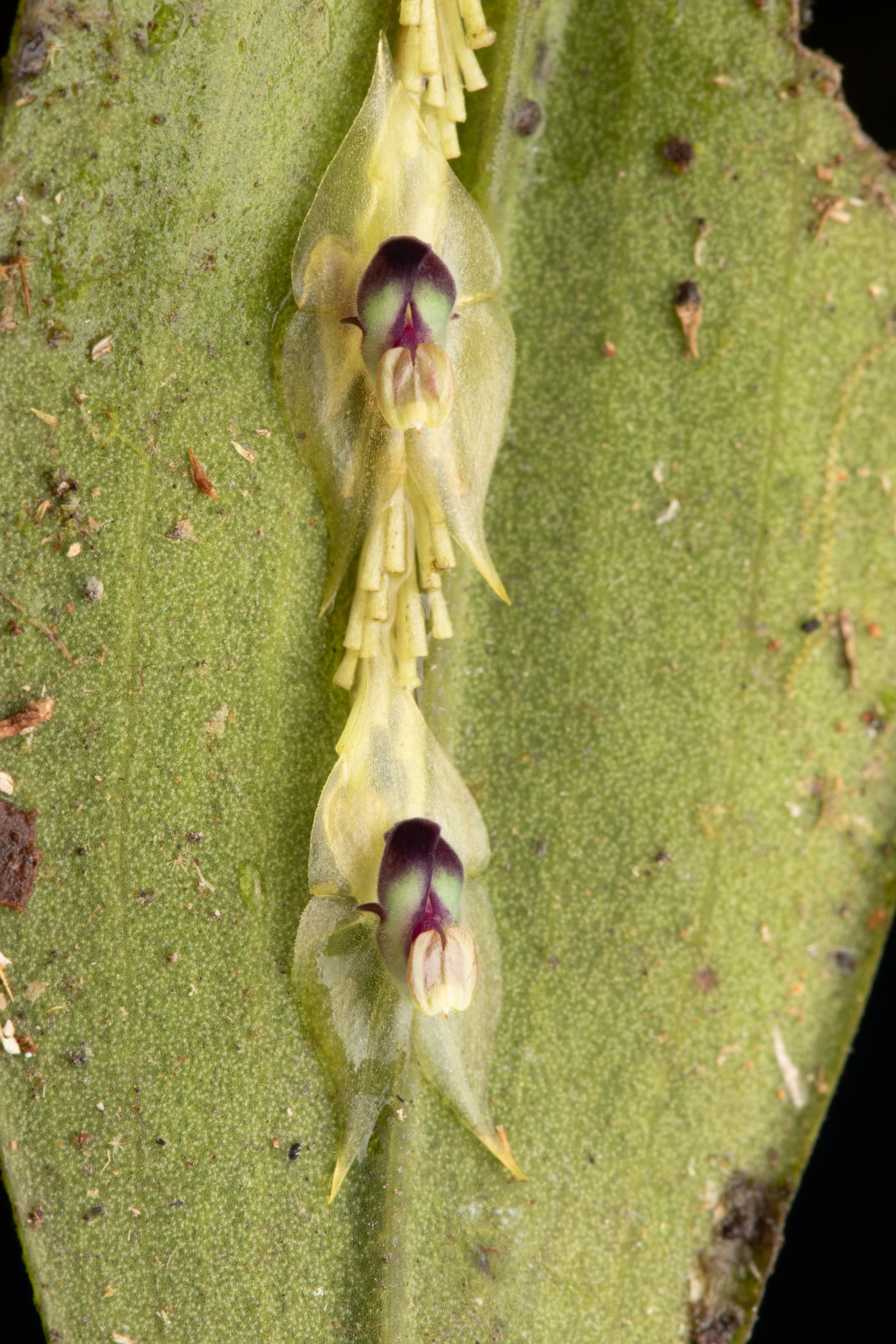 *Lepanthes agglutinata*, La Honda, 2025.