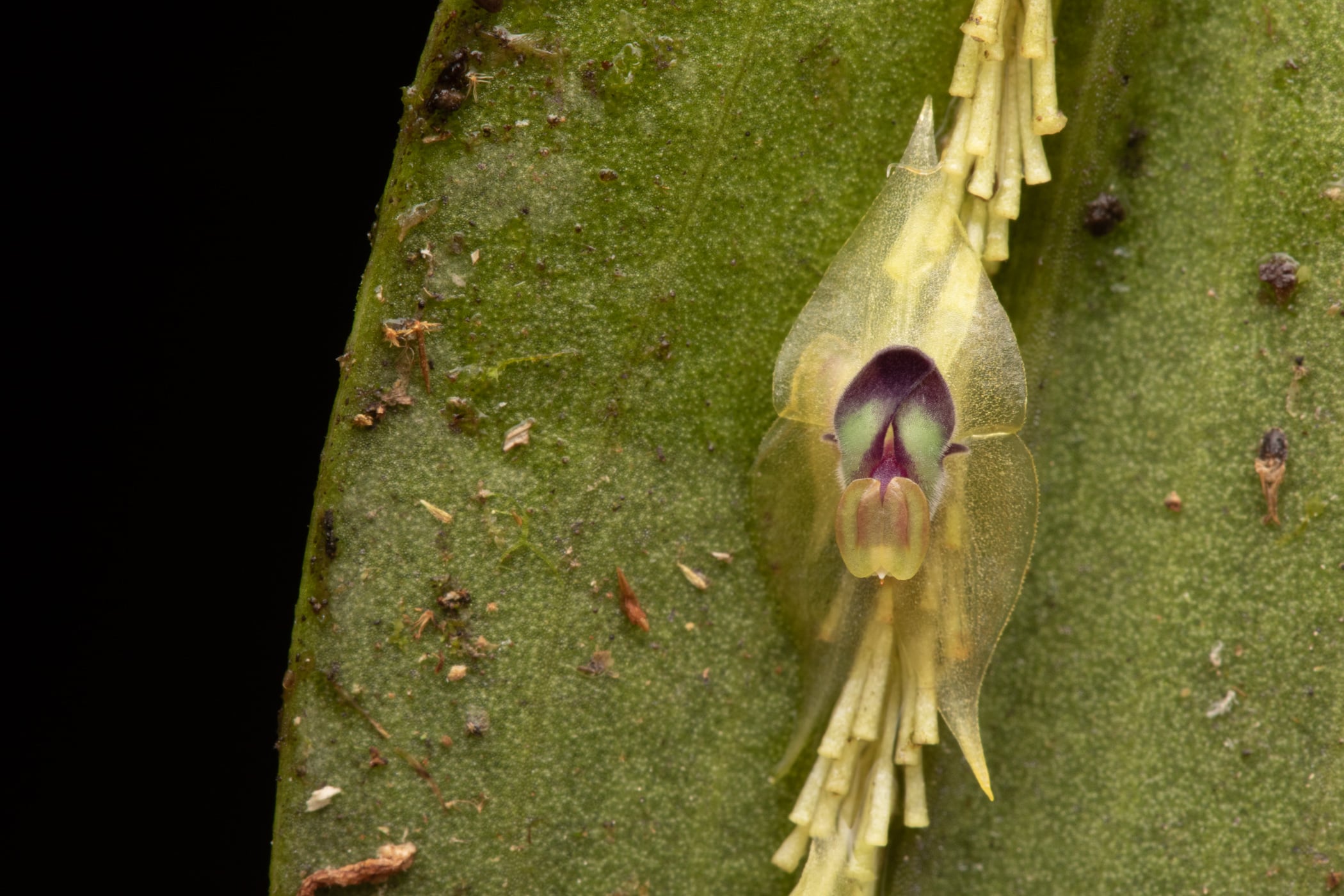 Lepanthes agglutinata