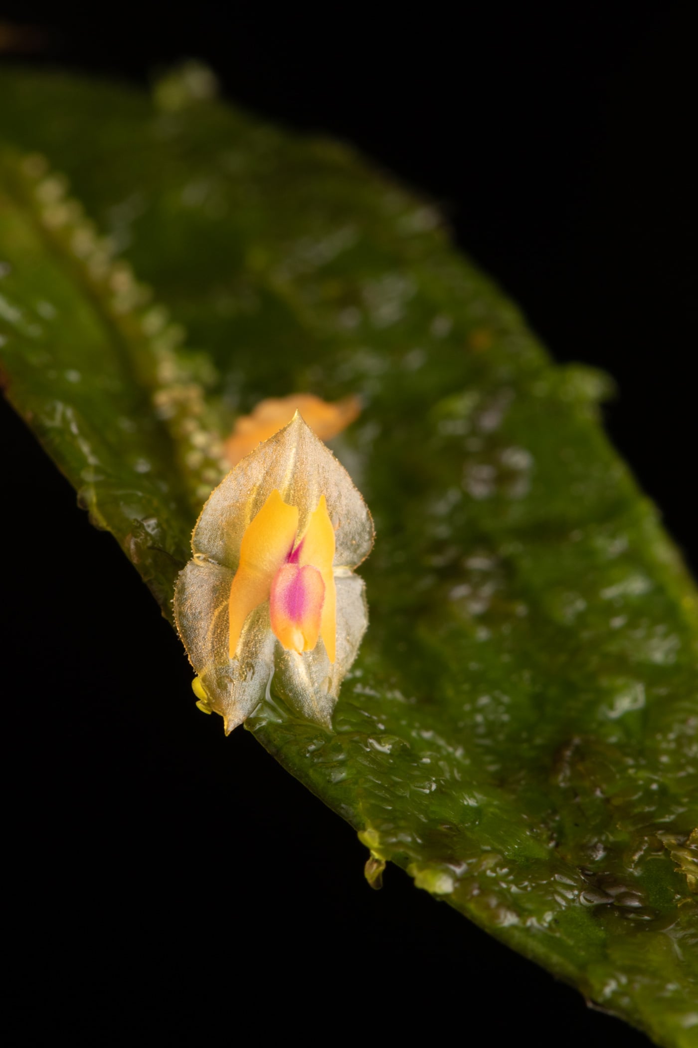 Lepanthes escifera