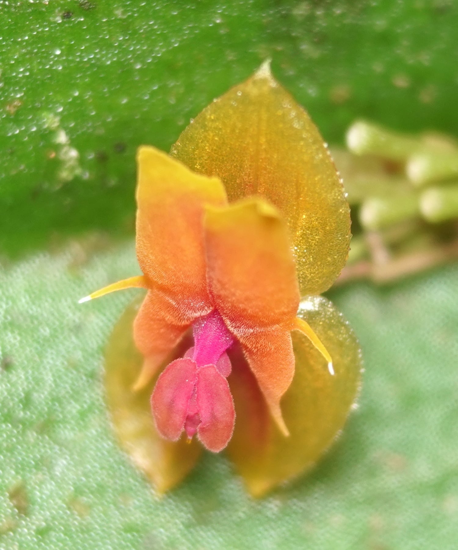 Lepanthes heteroloba