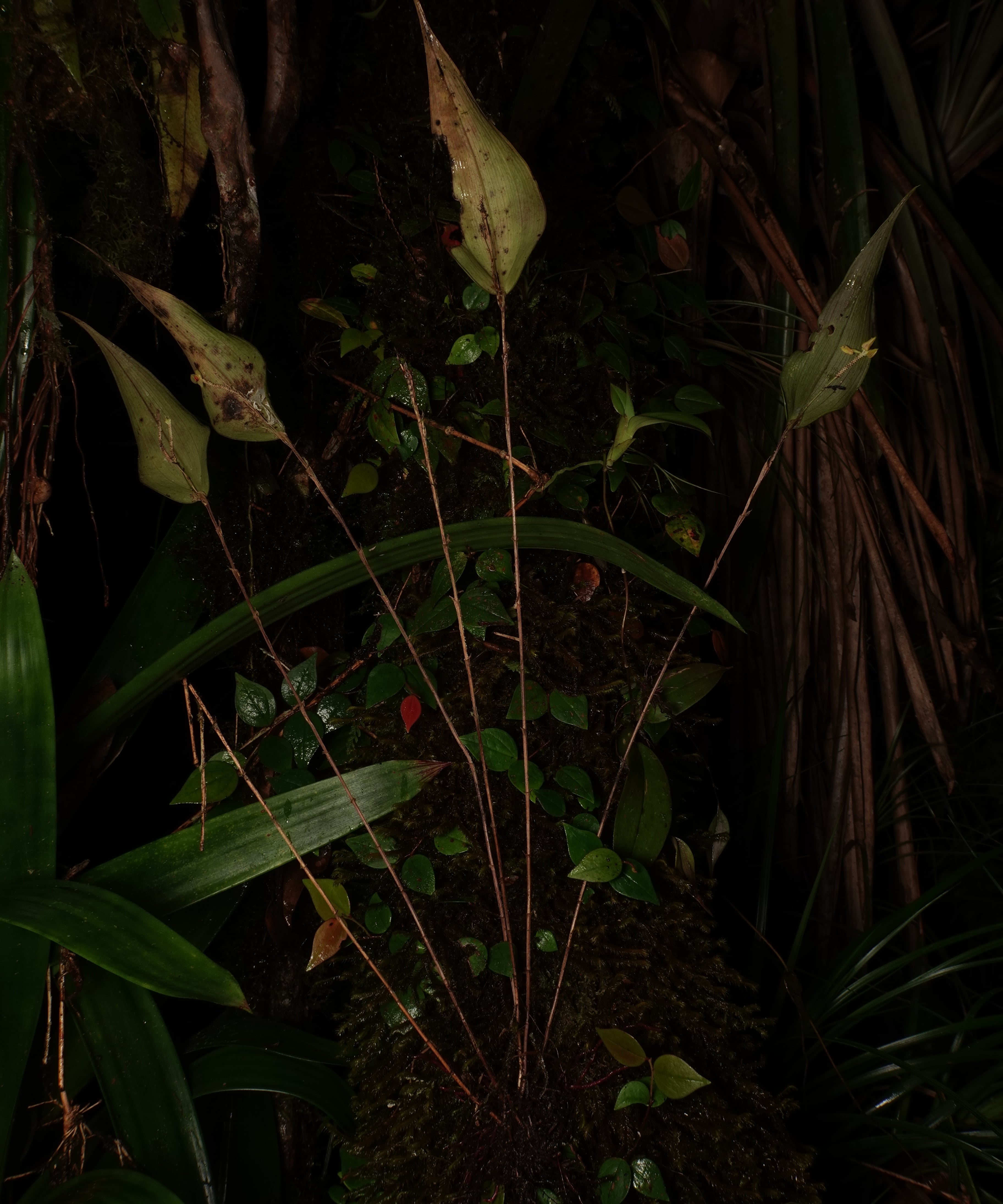 *Lepanthes ligiae*, La Honda, 2025.