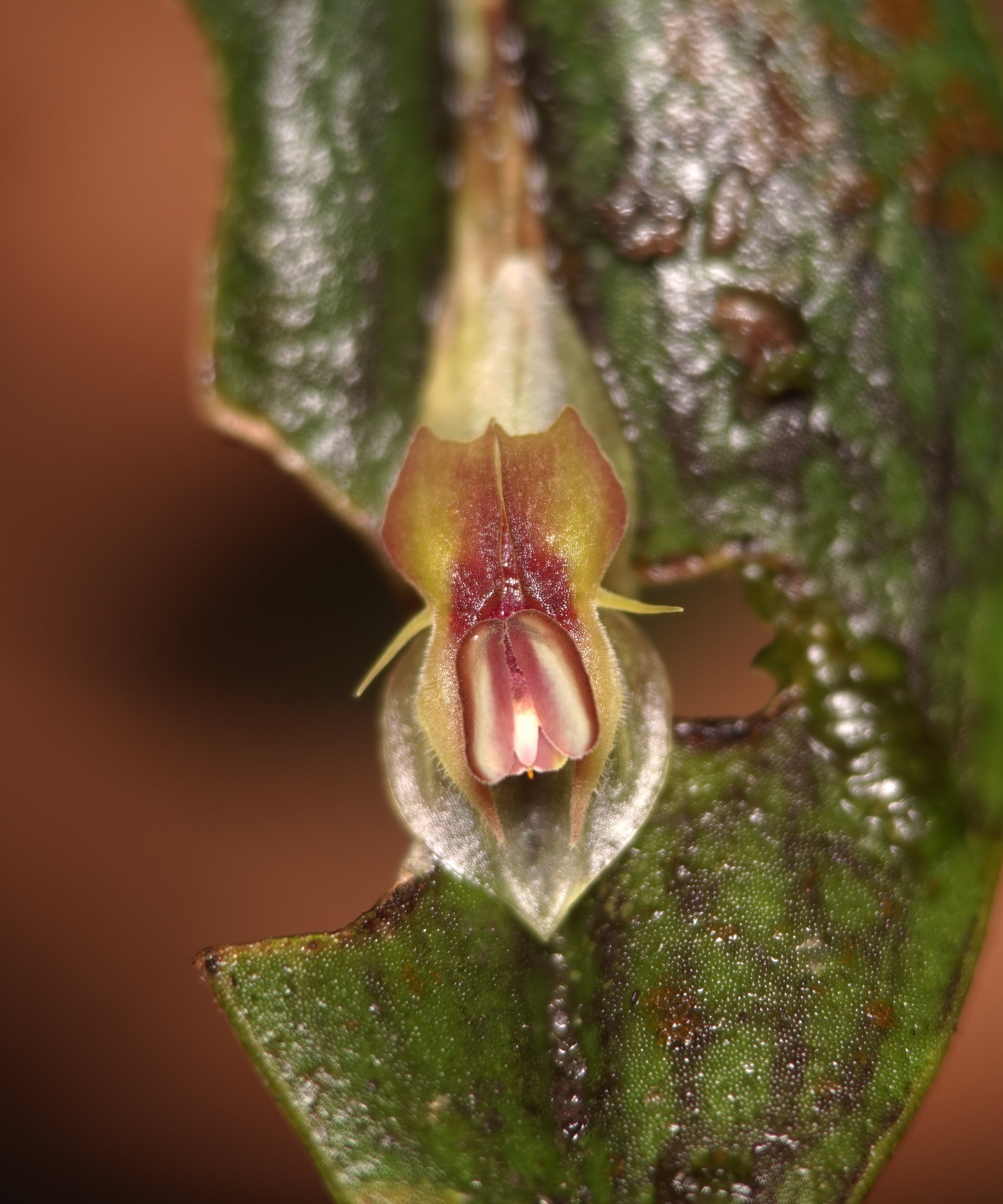 Lepanthes mucronata flower in situ lying flat on the upper surface of an adjacent leaf, with the characteristic mucronate-tip leaf substrate and herbivory marks visible — the flat-against-leaf inflorescence habit typical of the species, La Honda