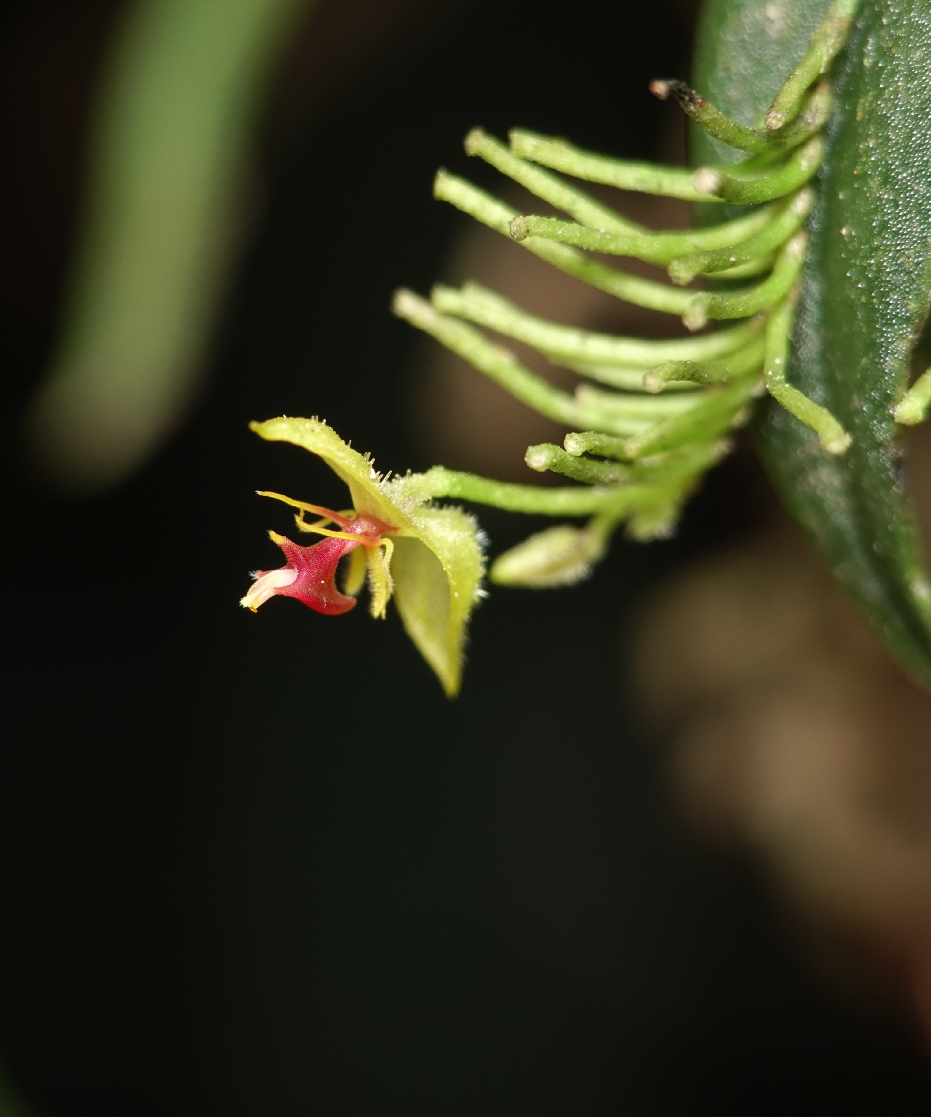 Lepanthes skeleton — habit shot showing the long-pedicellate raceme behind the leaf, with the skeletal silhouette characteristic of the species, La Honda, 2025.