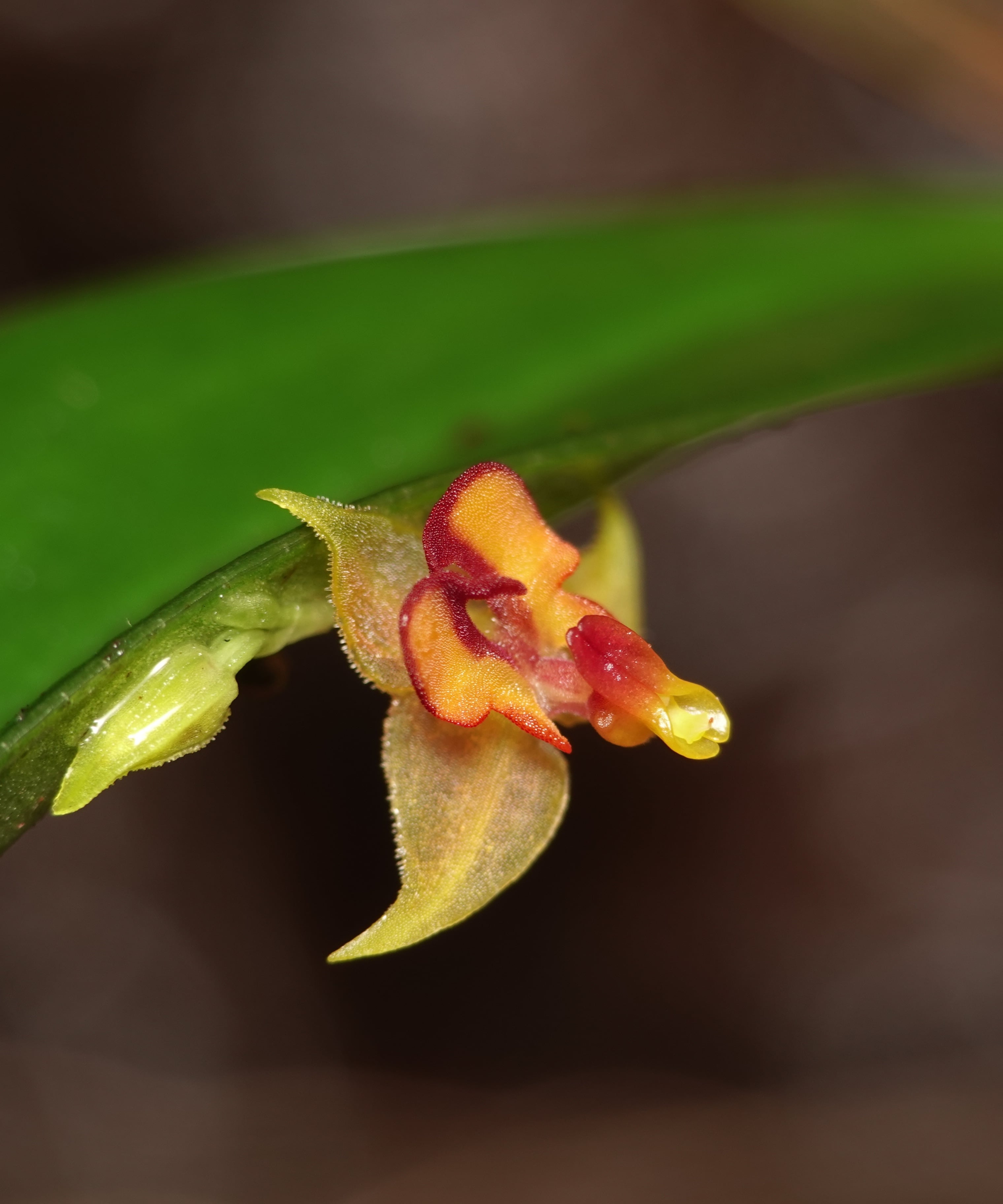 Lepanthes tachirensis flower and bud emerging from beneath the leaf on the dorsal peduncle, La Honda
