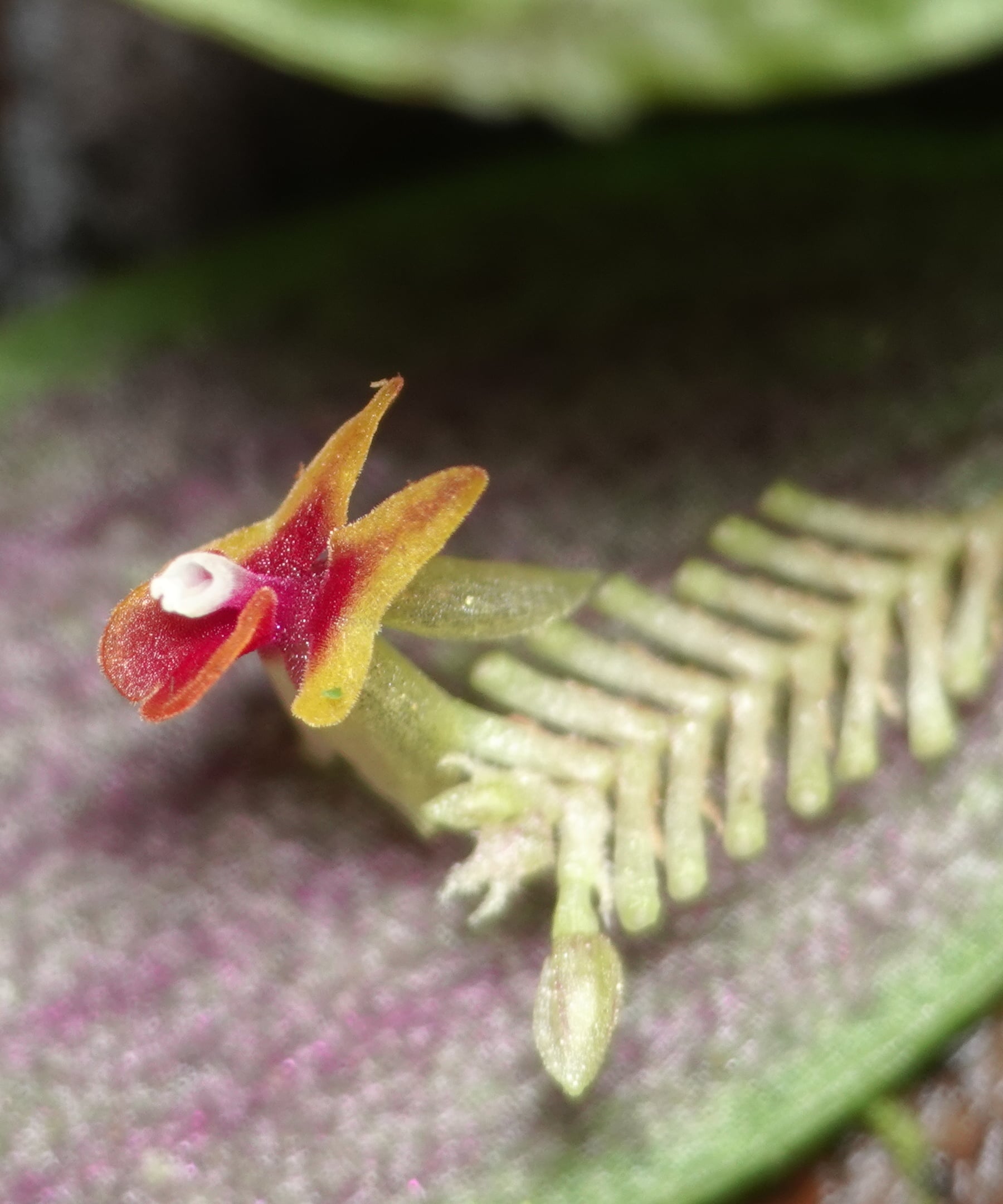 Lepanthes viahoensis