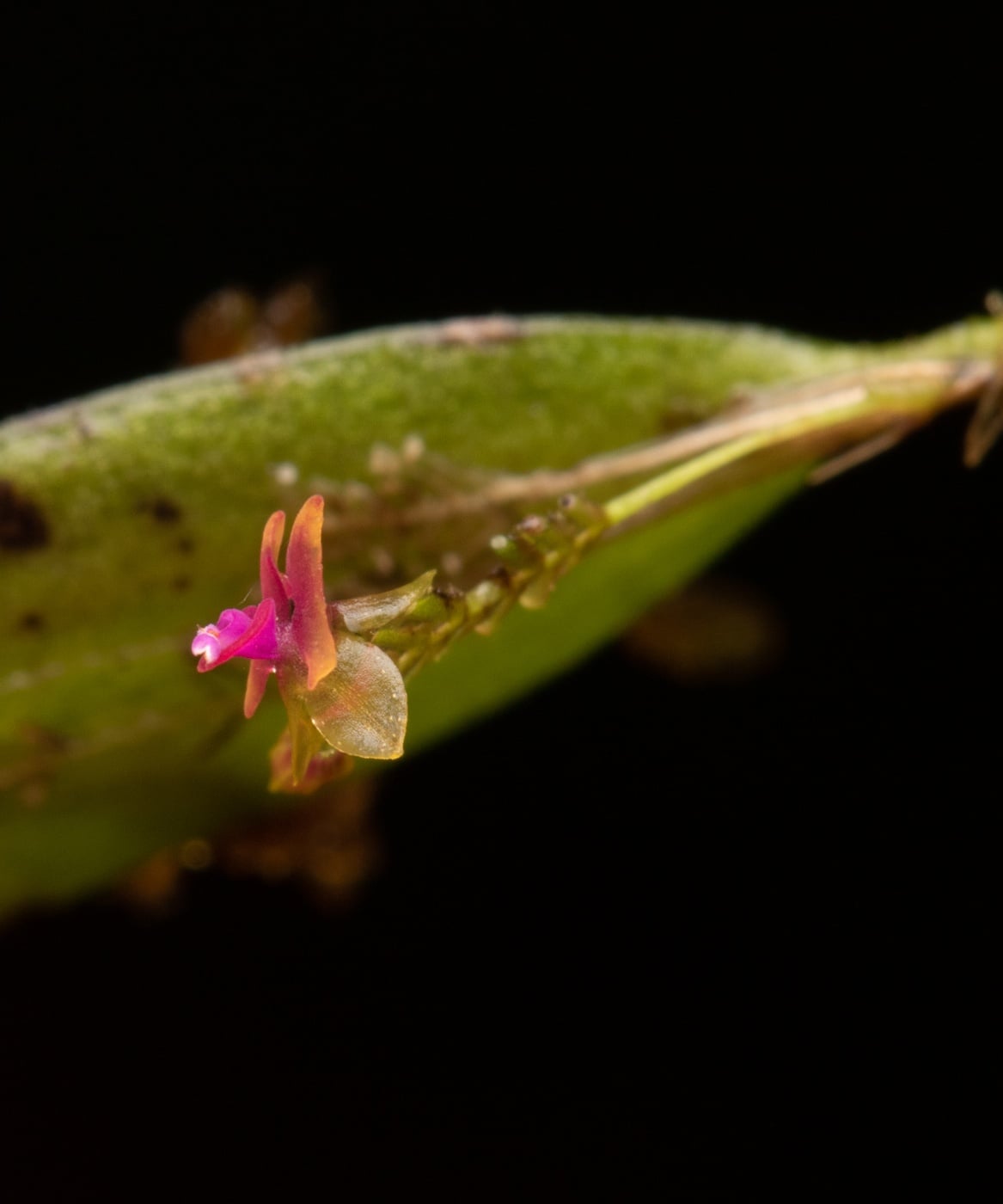 *Lepanthes viahoensis*, La Honda, 2025.