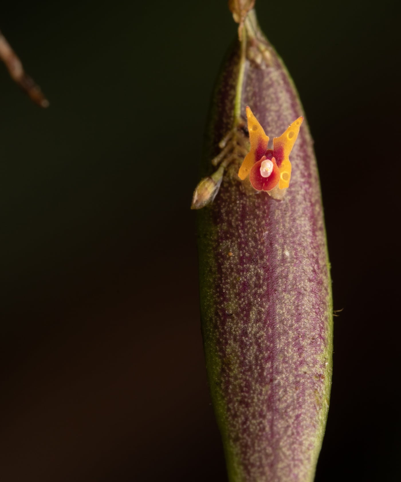 *Lepanthes viahoensis*, La Honda, 2025.