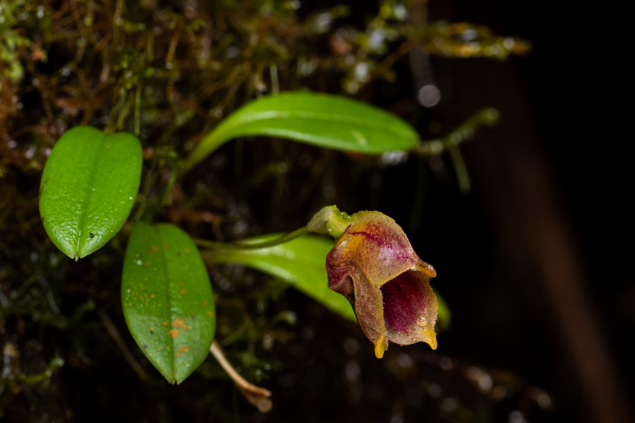 Masdevallia molossus
