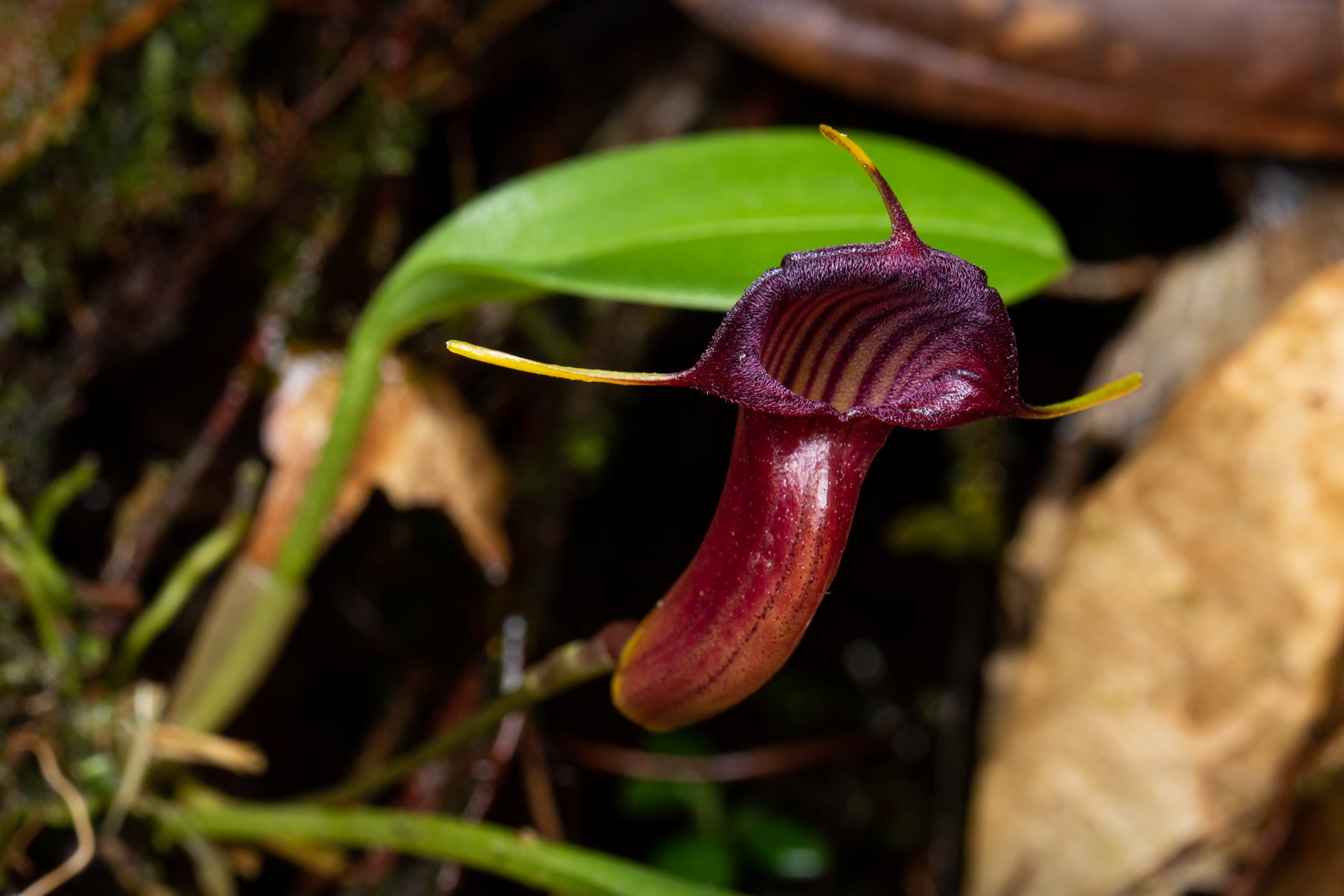 *Masdevallia ventricularia*, La Honda, 2025.