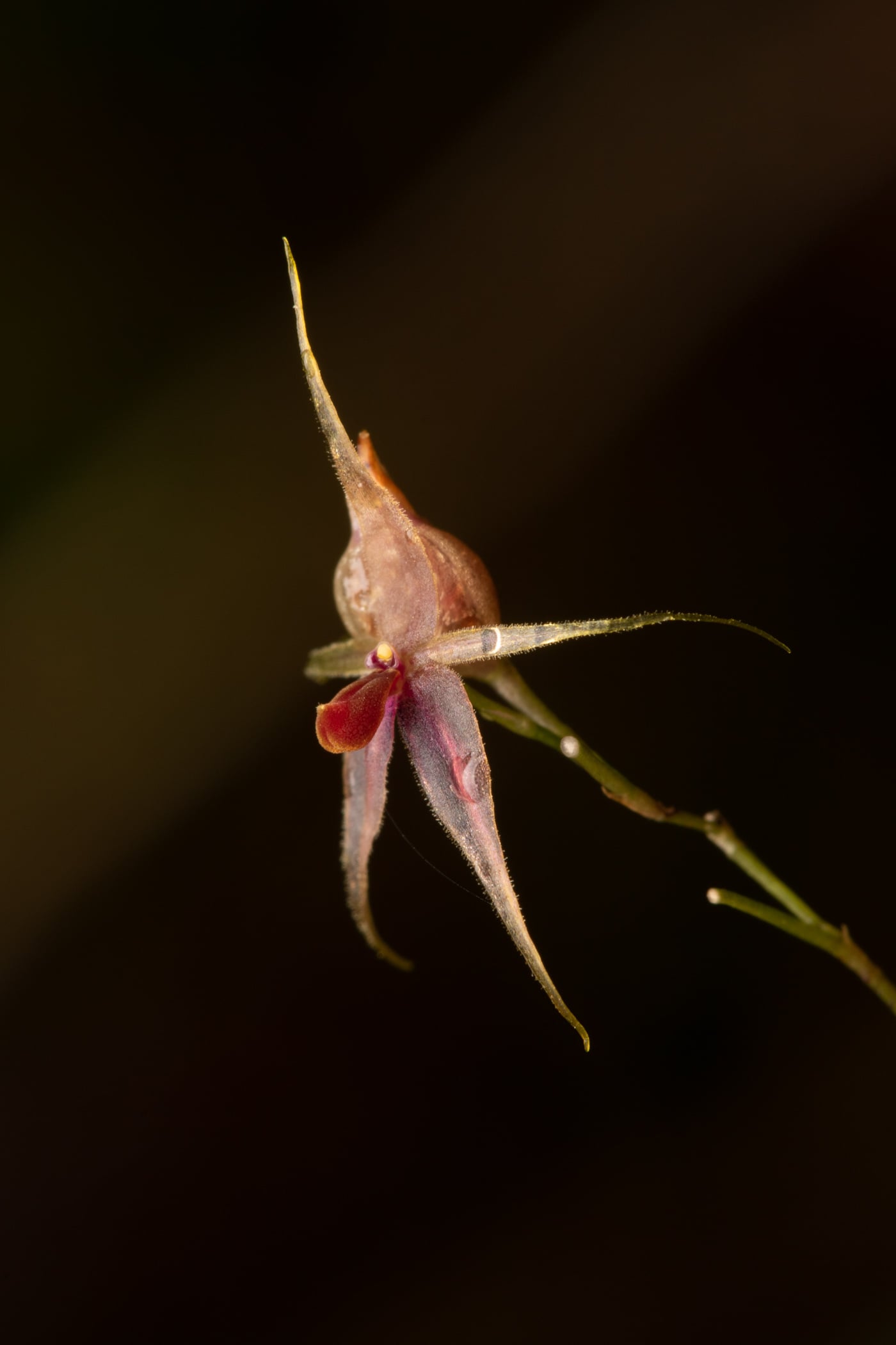Platystele colombiana