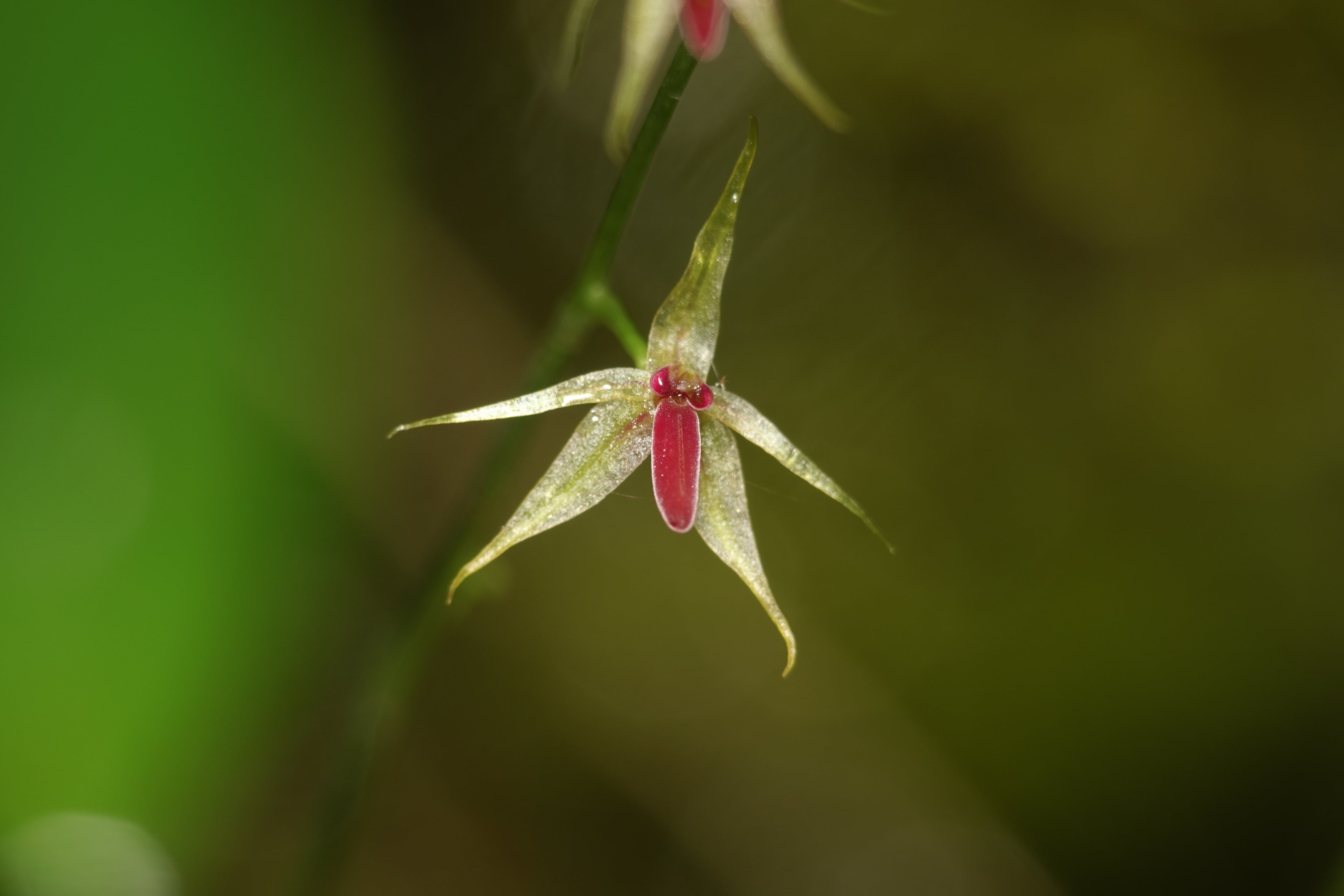 Platystele consobrina. La Honda.