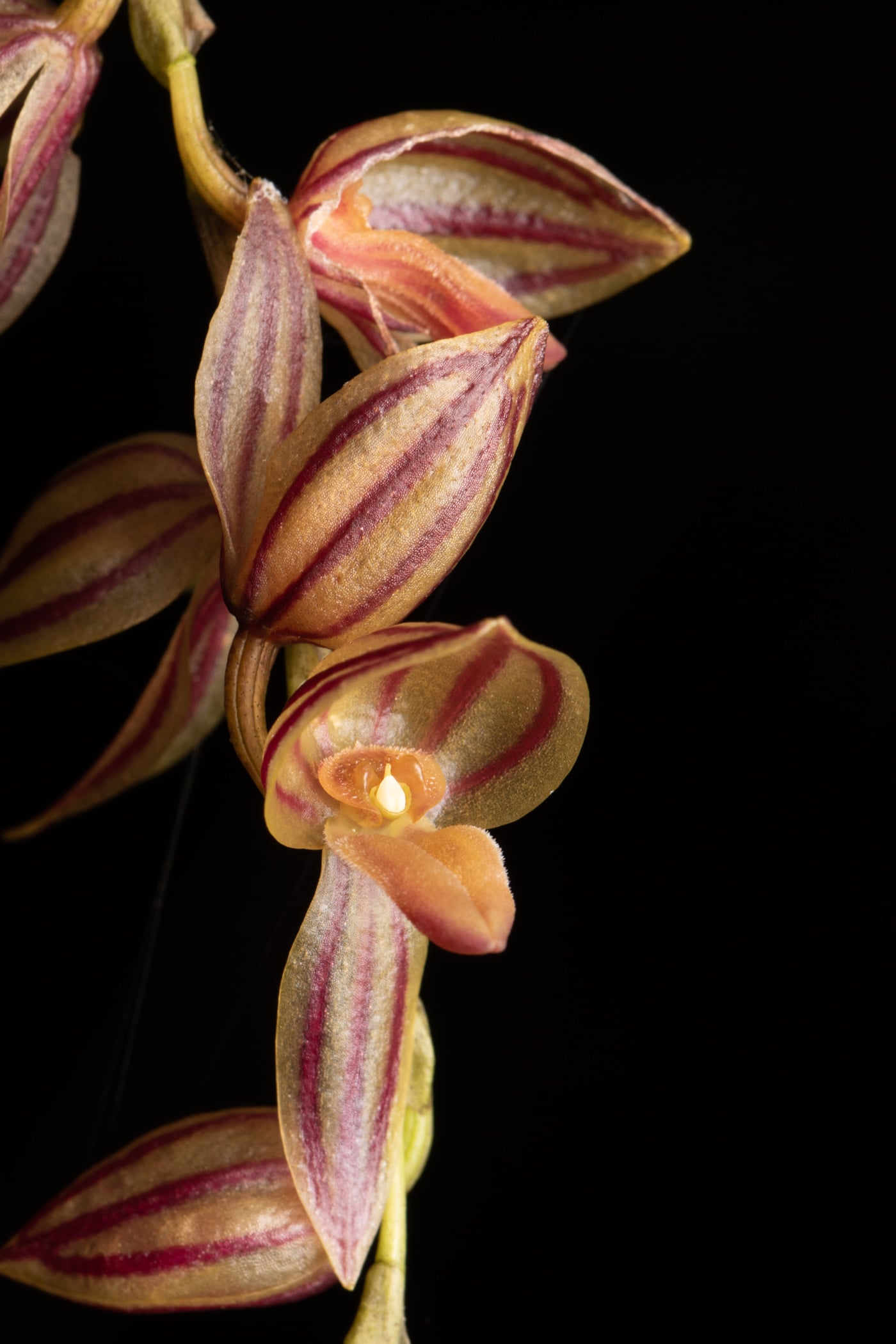 Pleurothallis bicornis