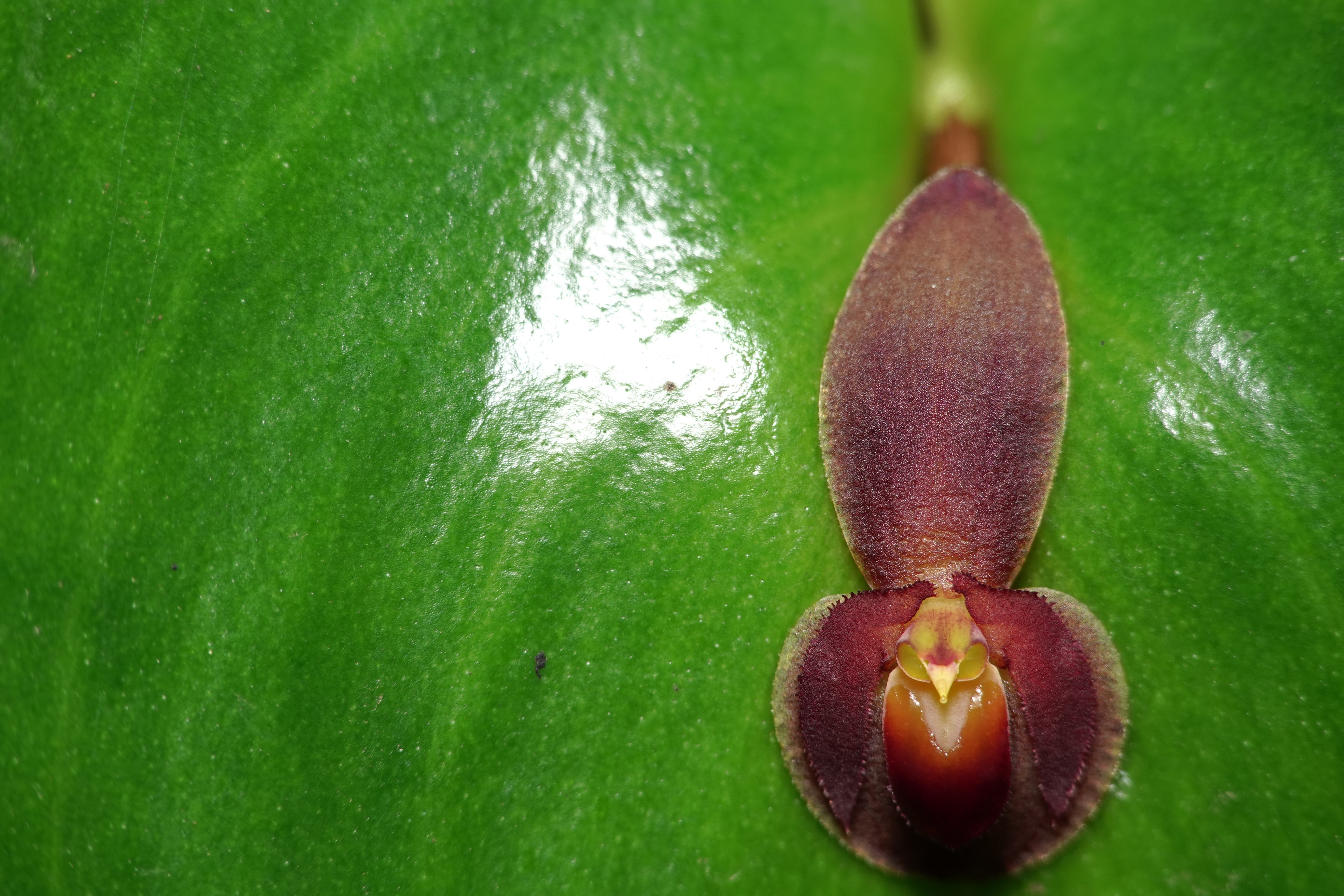 *Pleurothallis cordata*. La Honda.