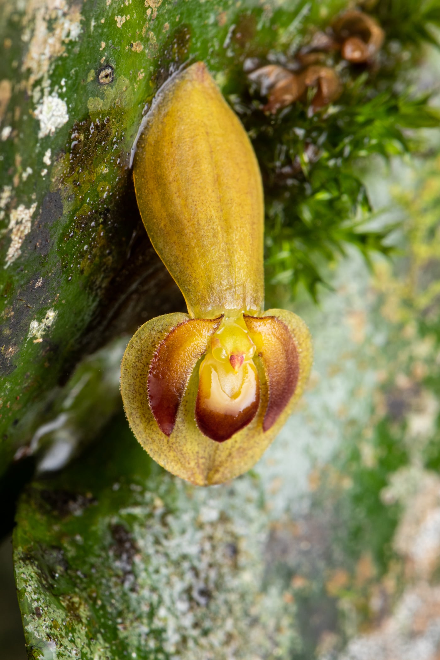 Pleurothallis cordata