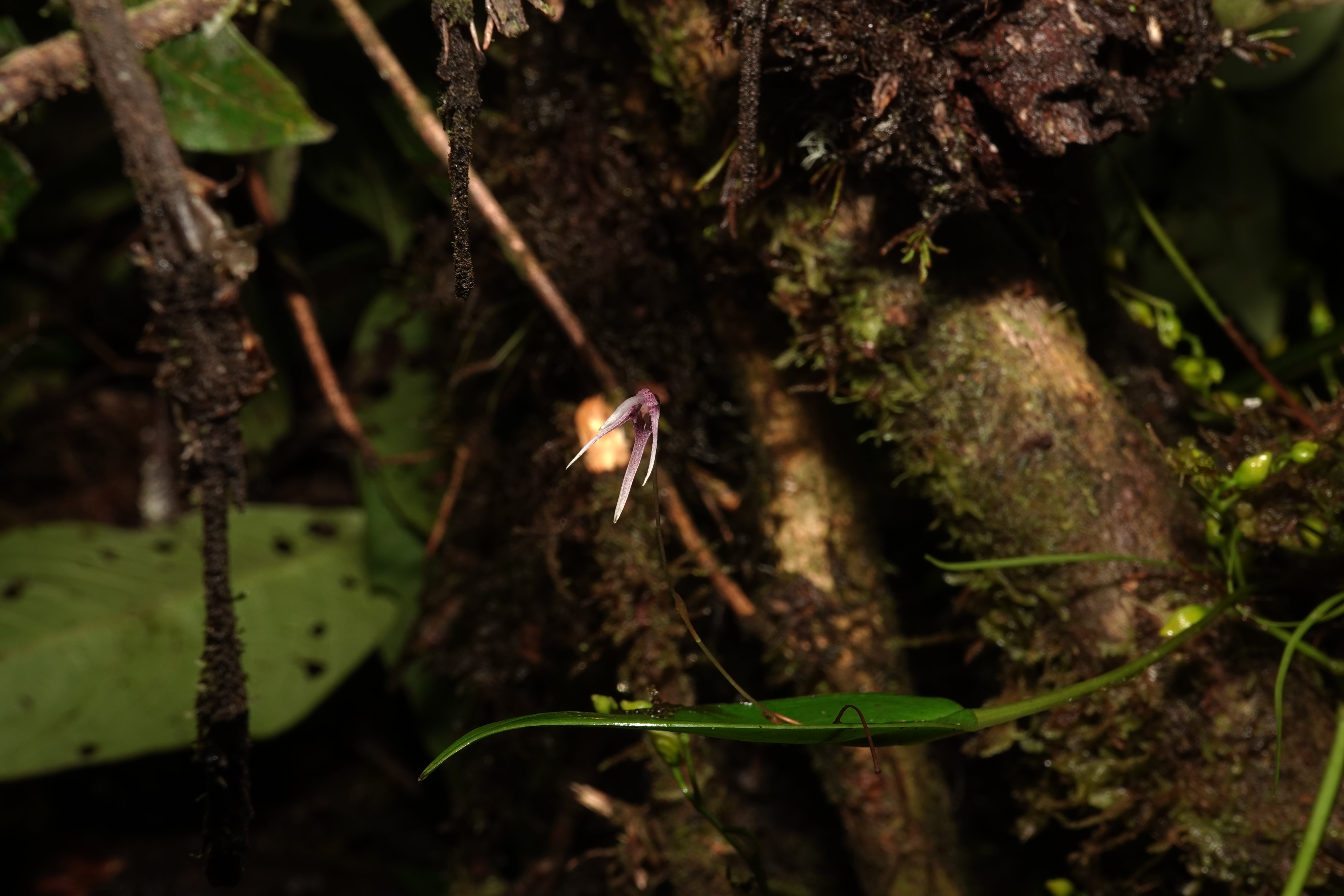 Pleurothallis eduardoi. La Honda.