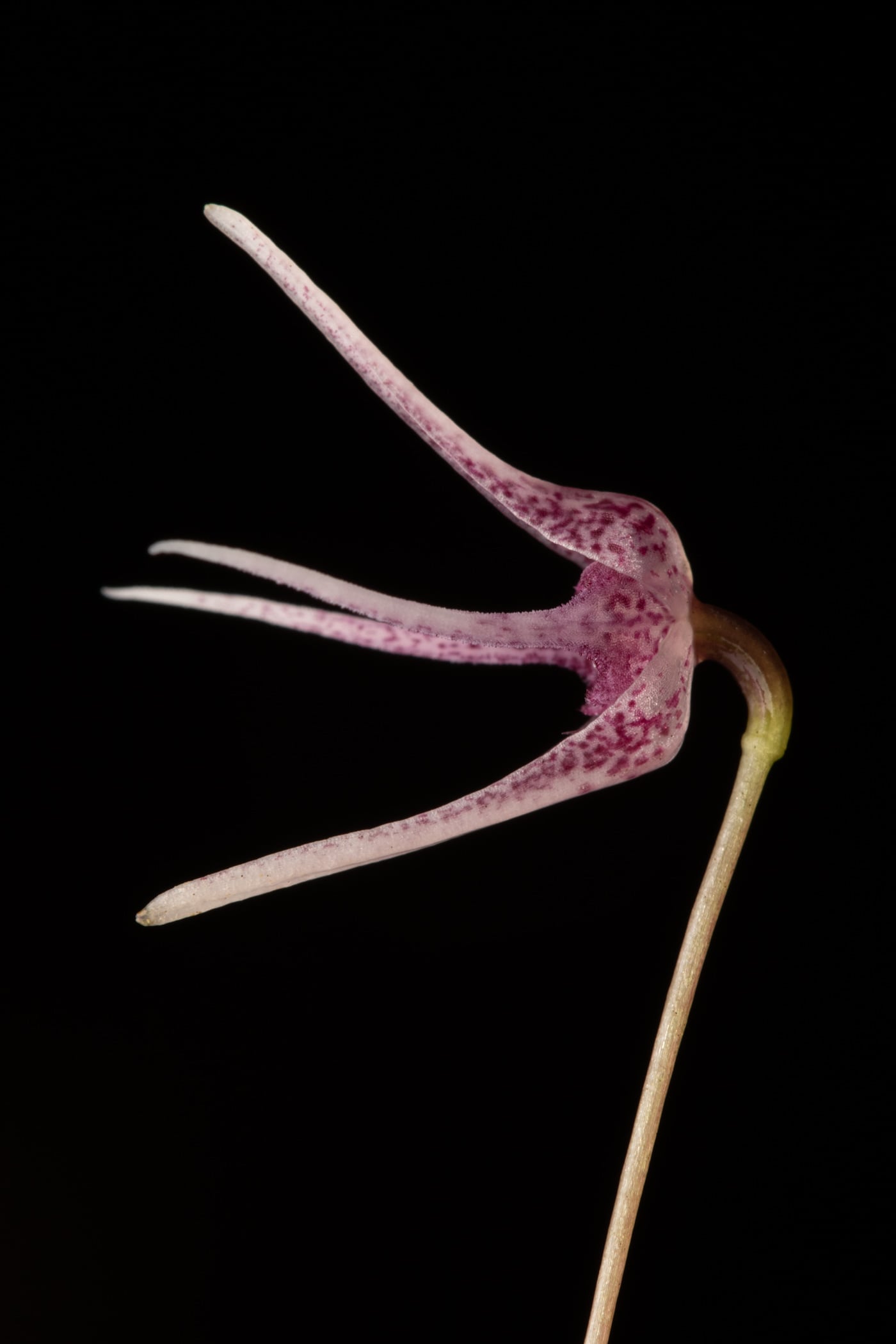 Pleurothallis eduardoi