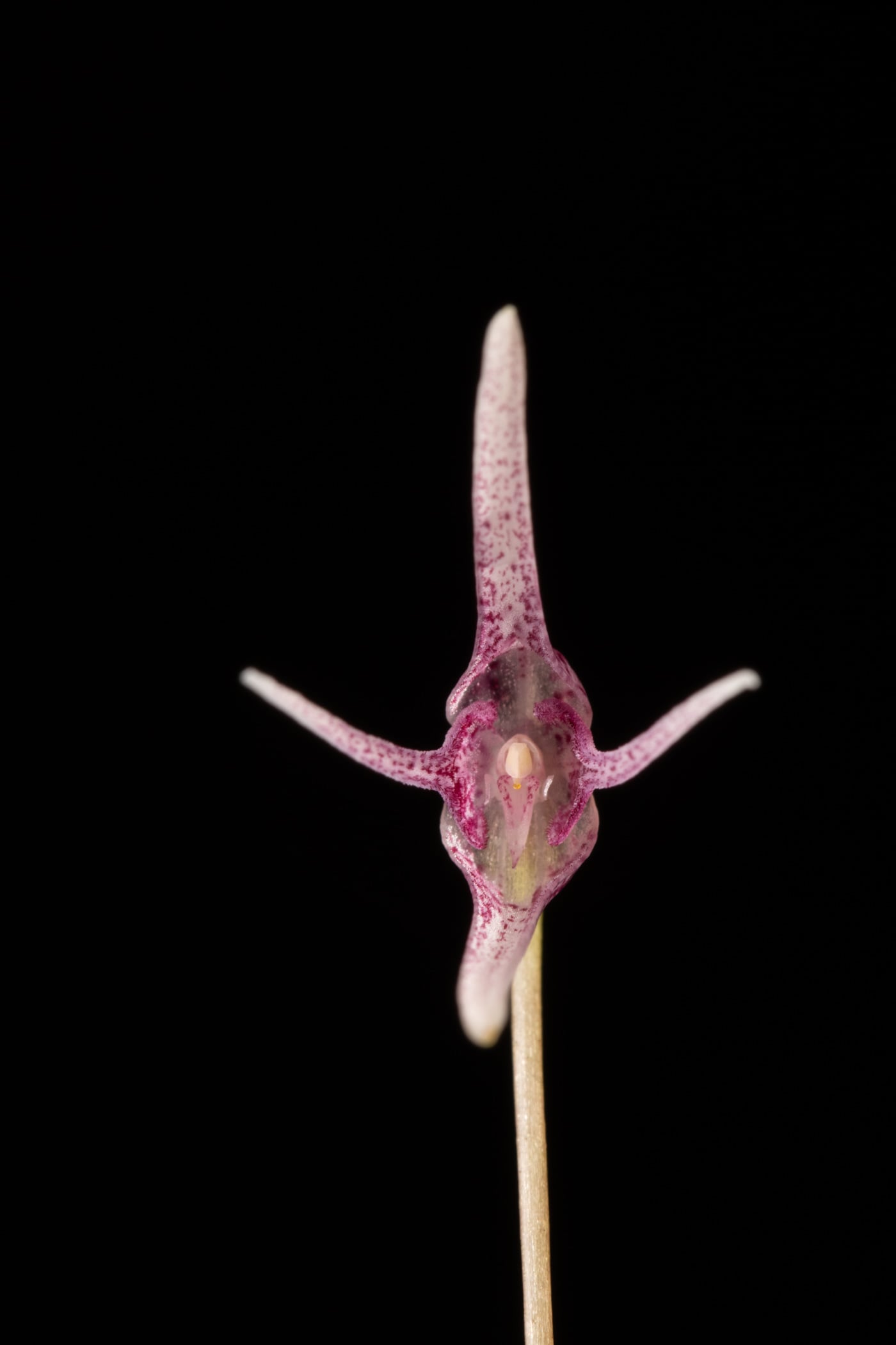 *Pleurothallis eduardoi*, La Honda, 2025.