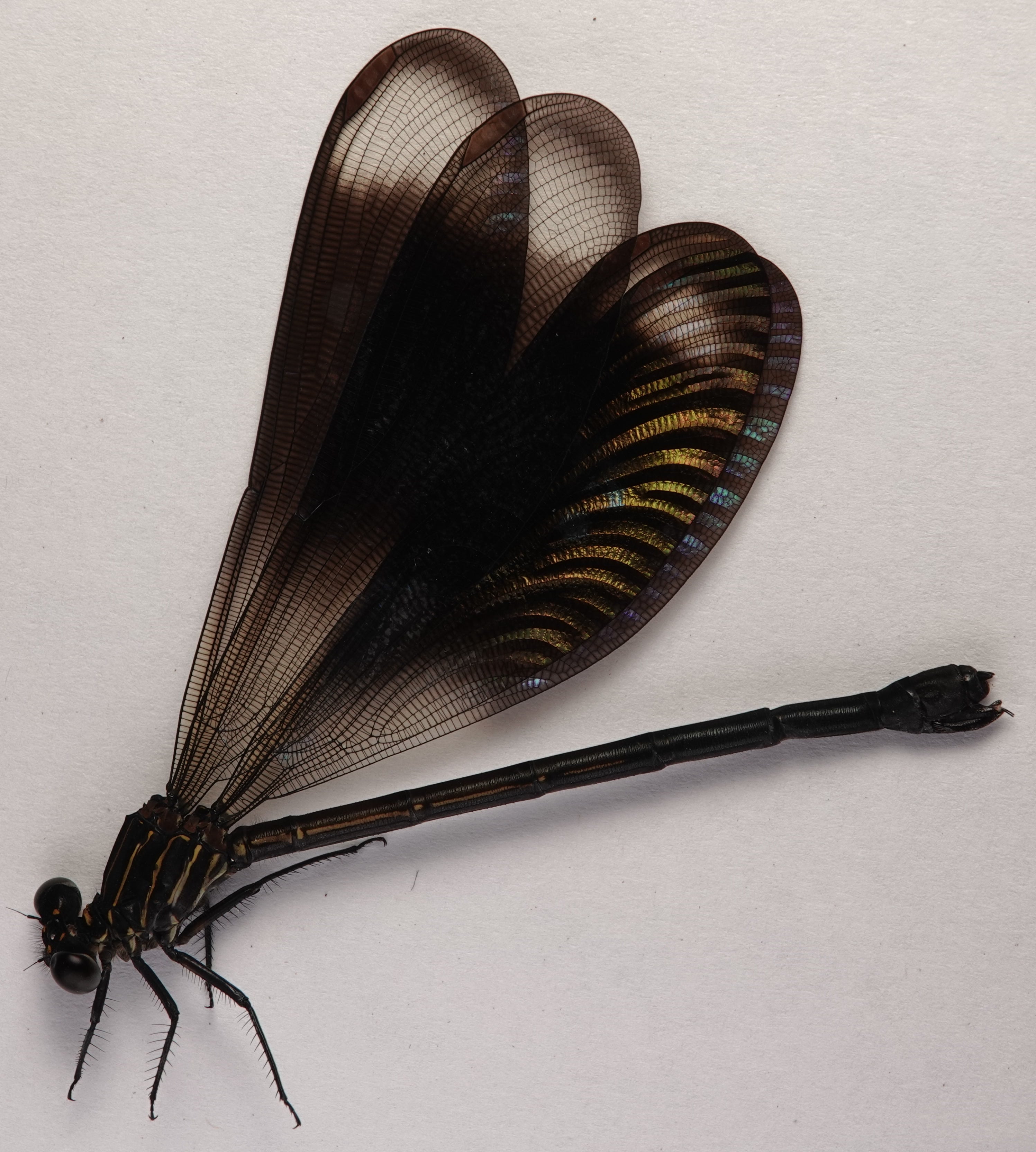 *Polythore gigantea*, specimen, female. La Honda.