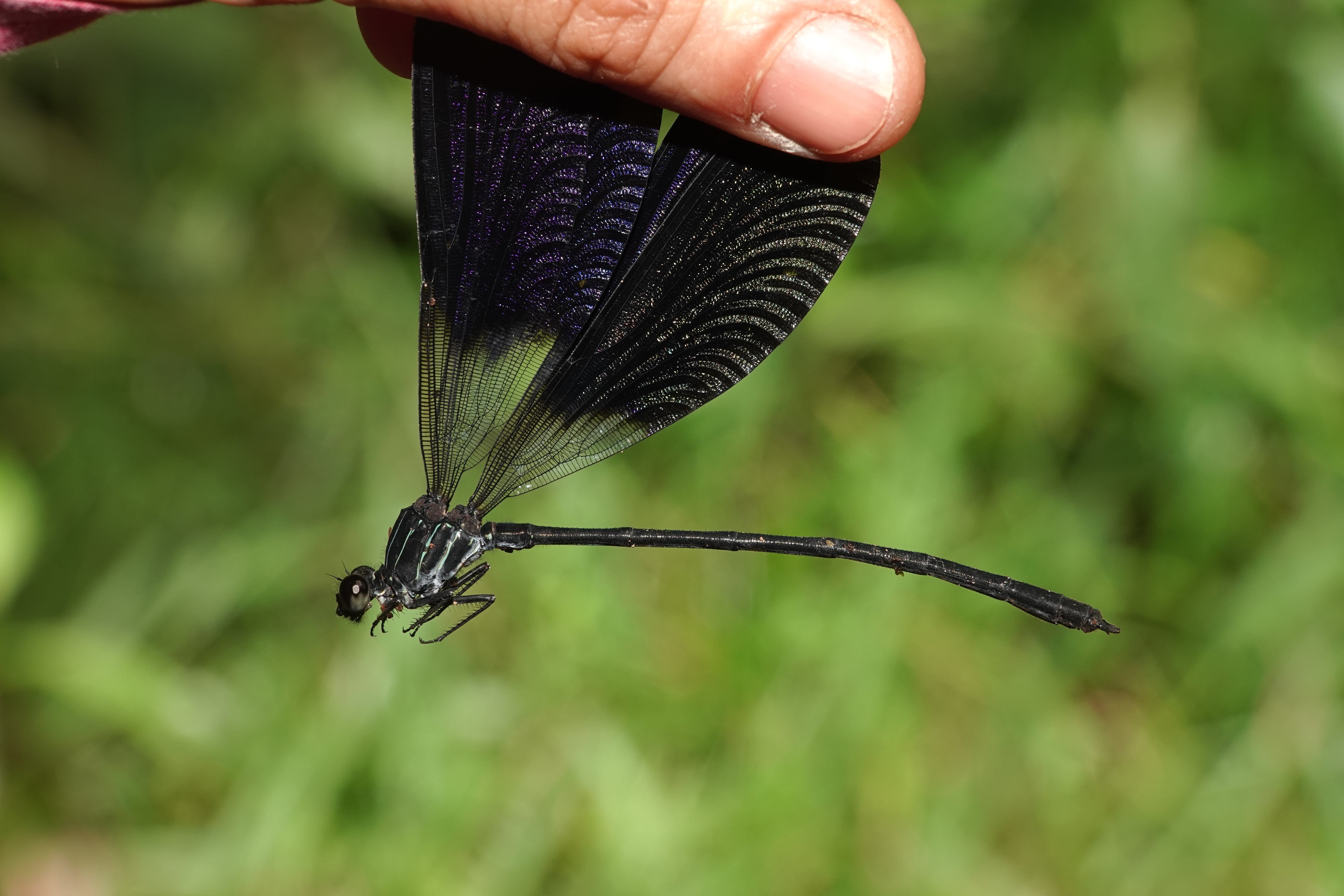 Polythore gigantea