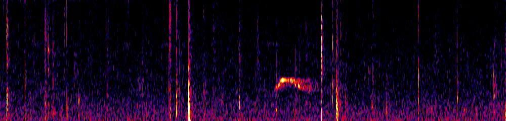 Sonogram of Acropternis orthonyx, 300 Hz to 6.5 kHz