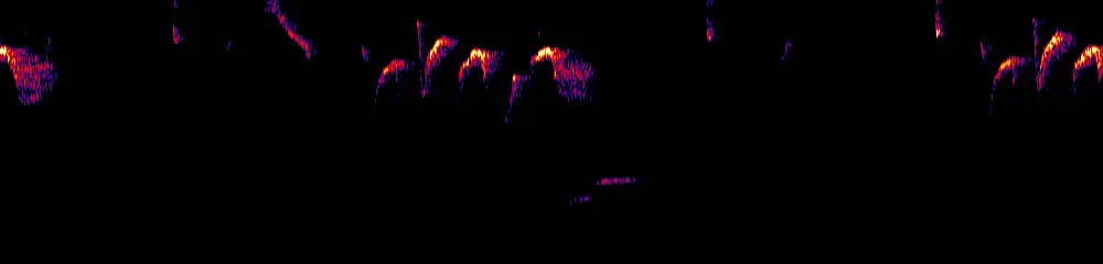 Sonogram of Arremon brunneinucha, 700 Hz to 11.0 kHz
