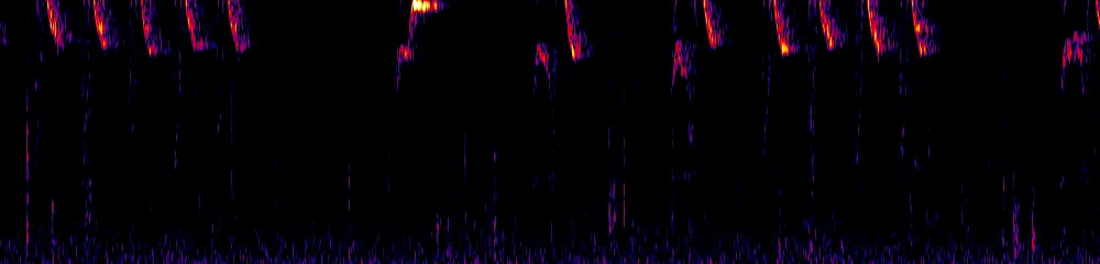 Sonogram of Buthraupis montana, 300 Hz to 6.5 kHz