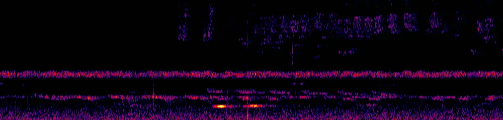 Sonogram of Campylorhamphus pusillus, 700 Hz to 11.0 kHz