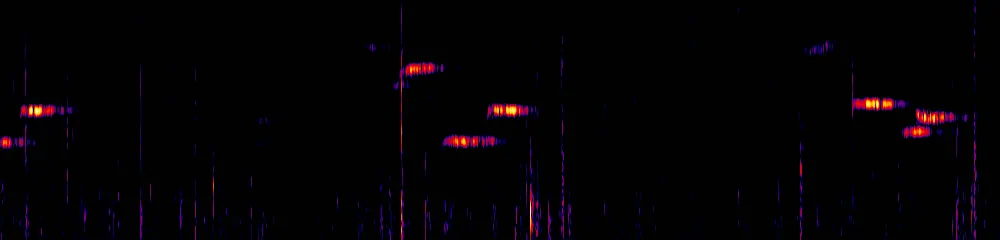 Sonogram of Catharus fuscater, 300 Hz to 6.5 kHz