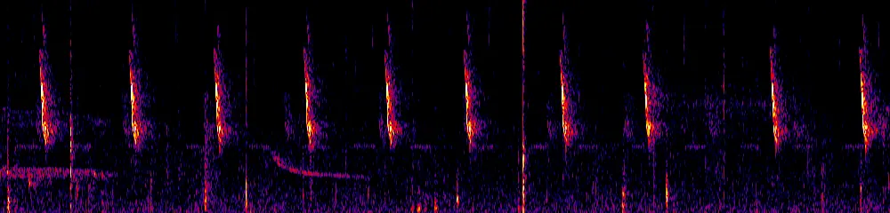 Sonogram of Chlorophanes spiza, 700 Hz to 11.0 kHz
