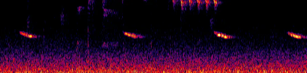 Sonogram of Chlorophonia cyanea, 700 Hz to 11.0 kHz