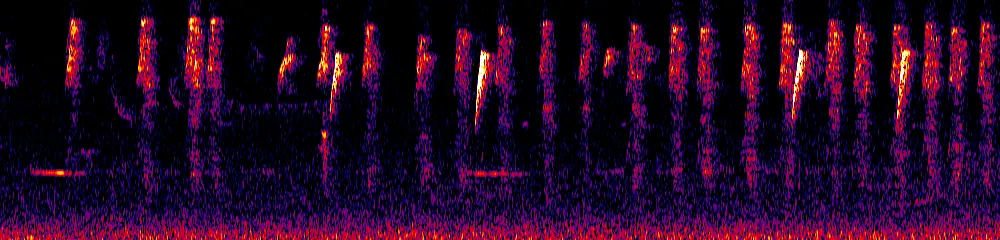 Sonogram of Cinnycerthia olivascens, 700 Hz to 11.0 kHz