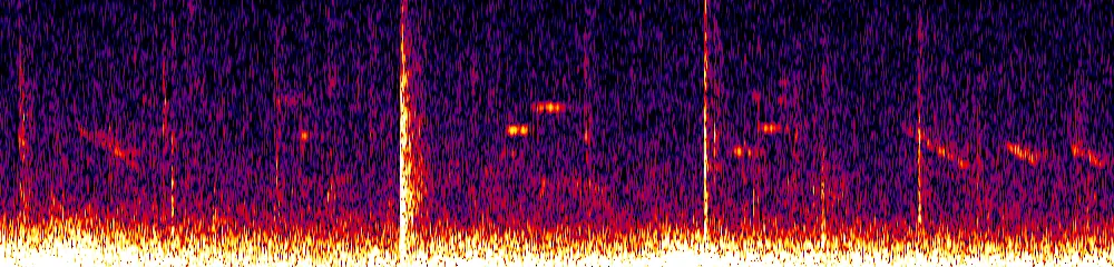 Sonogram of Clytoctantes alixii, 300 Hz to 6.5 kHz