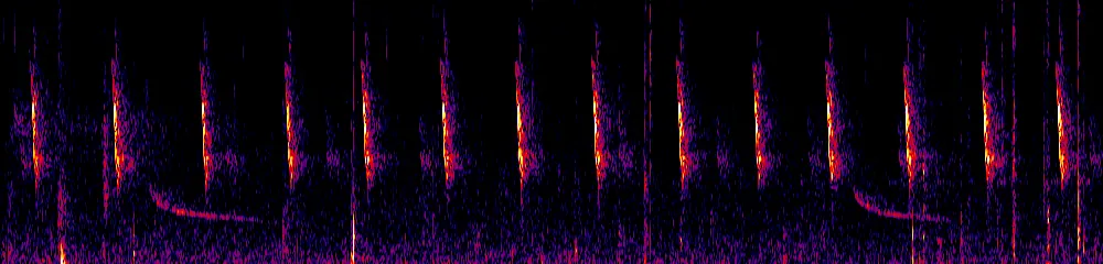 Sonogram of Colibri coruscans, 700 Hz to 11.0 kHz