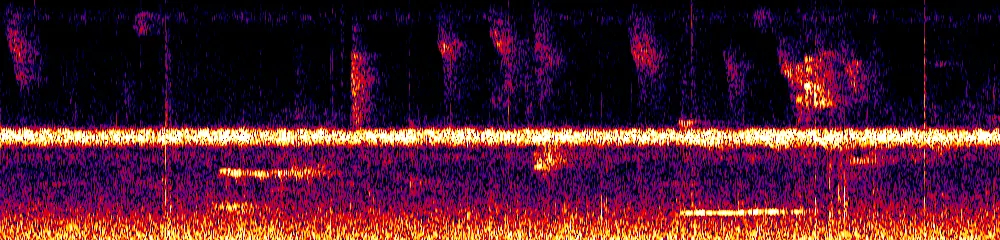 Sonogram of Crypturellus soui, 700 Hz to 11.0 kHz